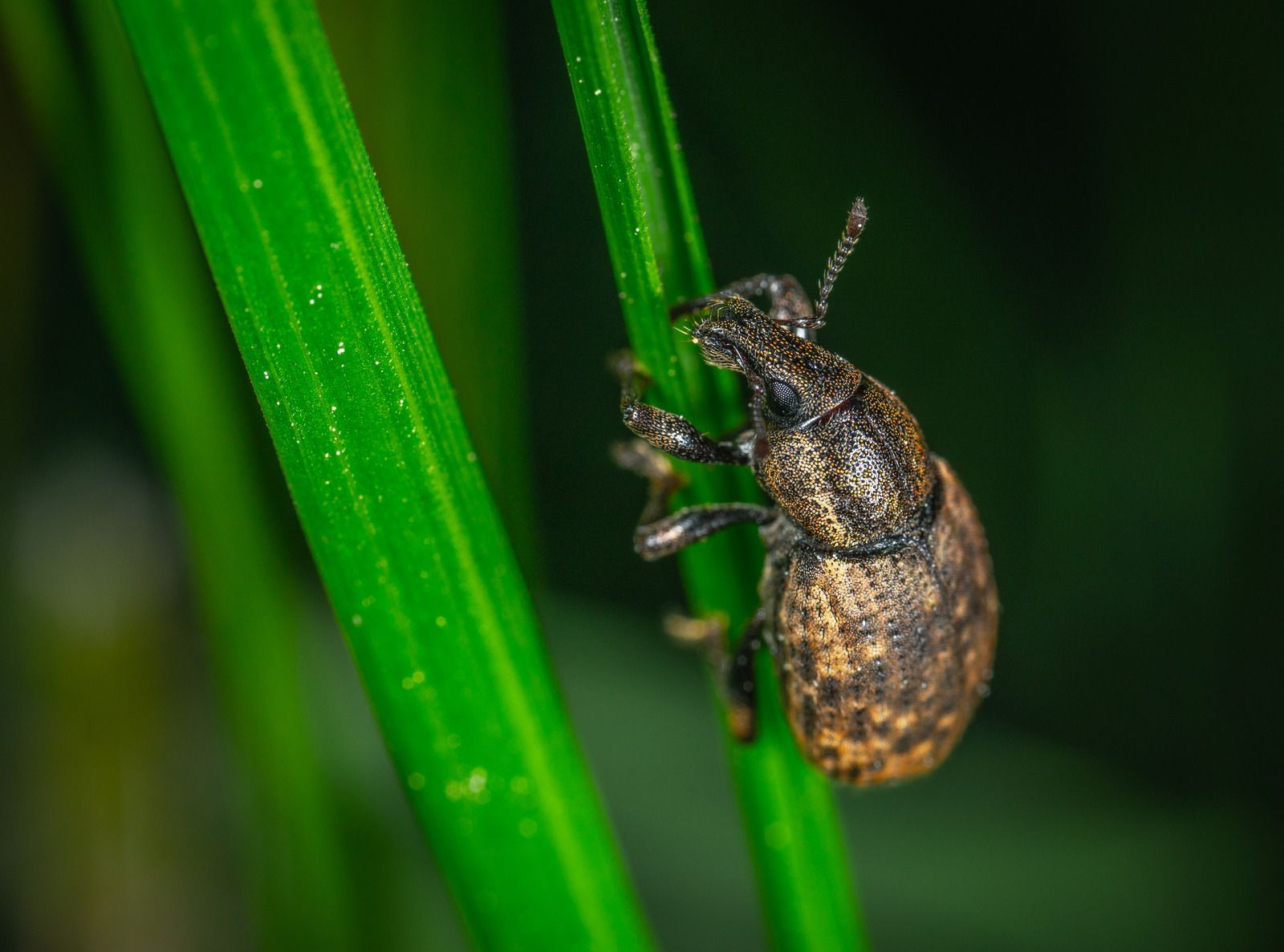 A close up of a bug sitting on a green leaf.