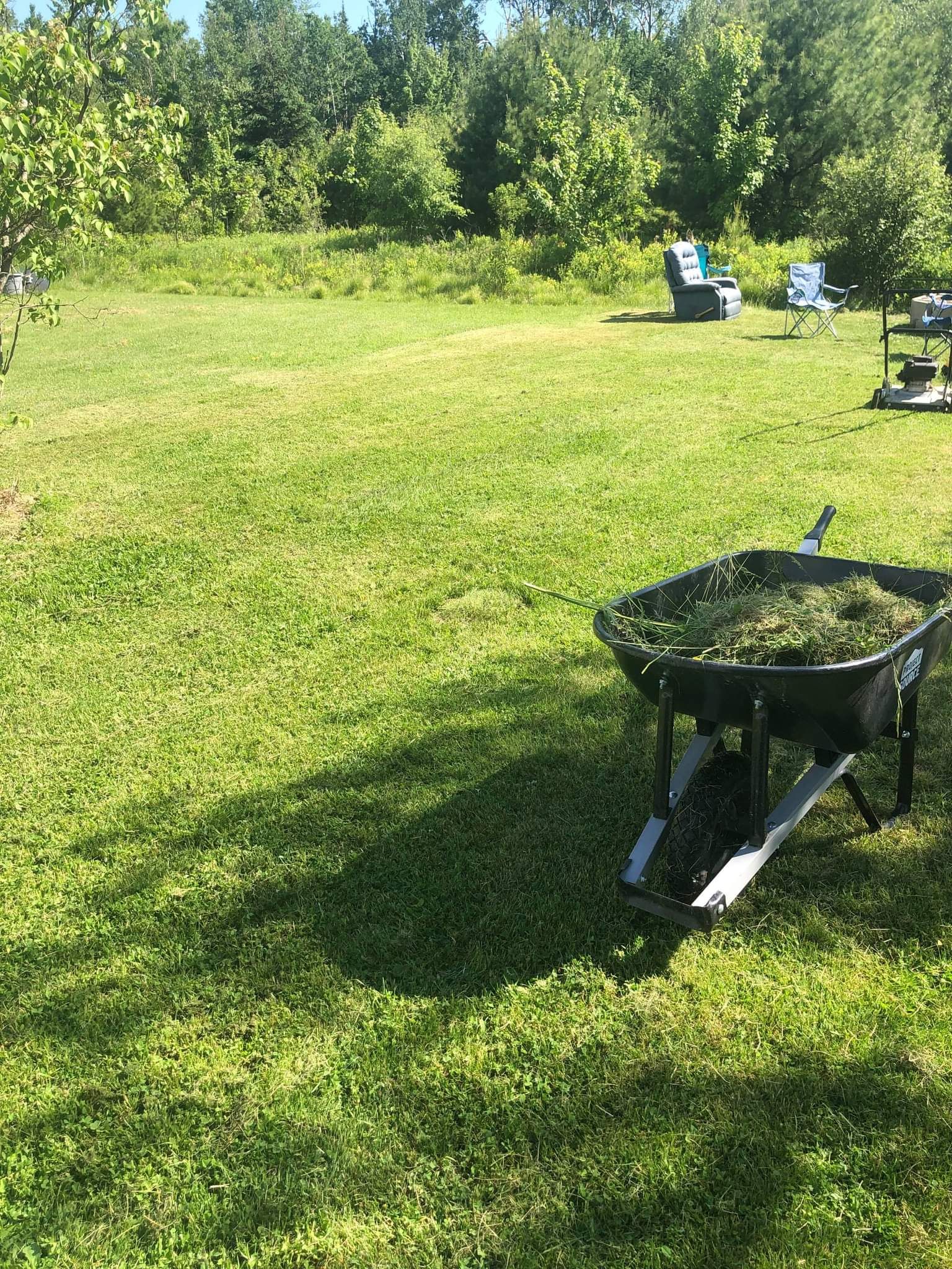 A wheelbarrow filled with grass is sitting in the middle of a lush green field.