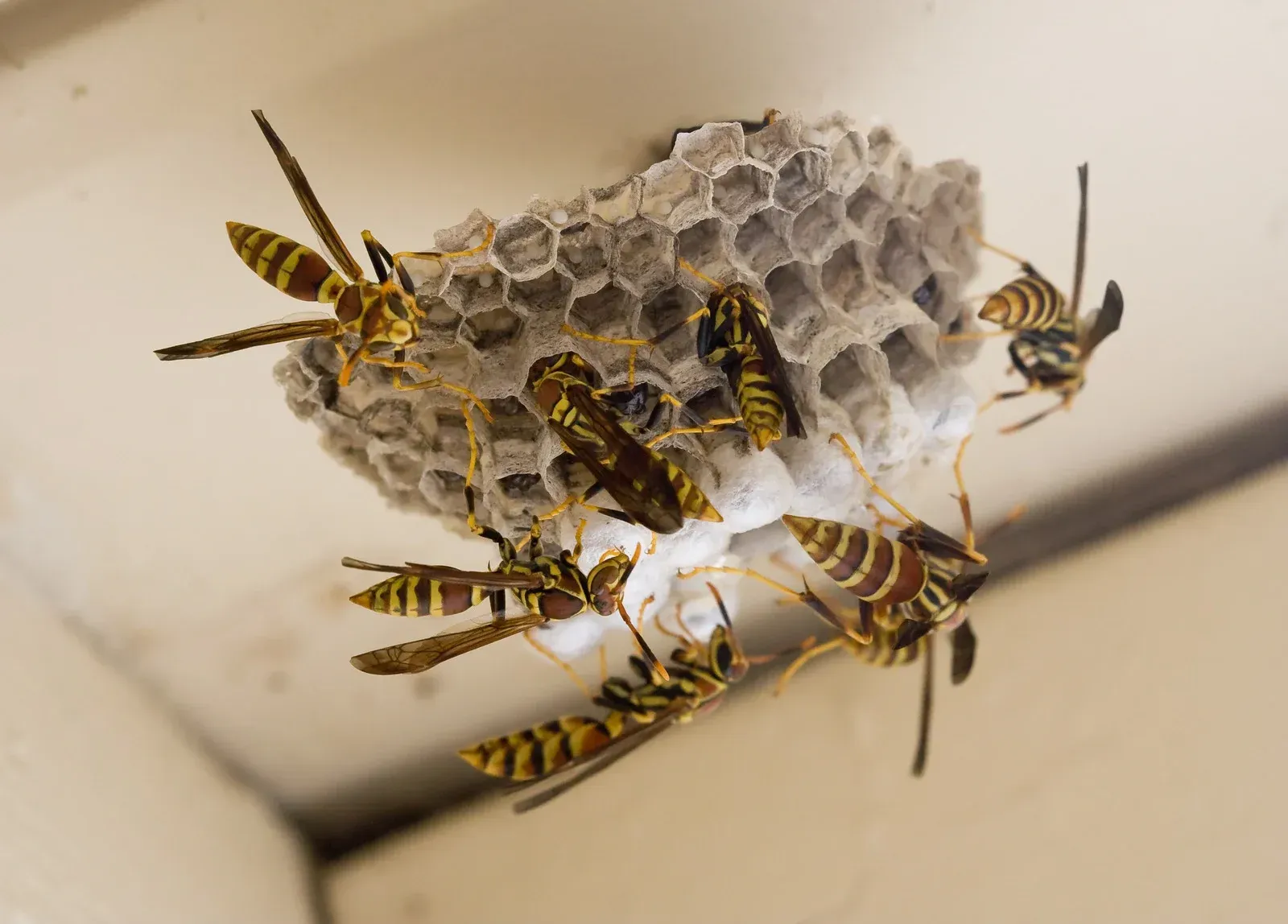 A group of wasps are sitting on top of a honeycomb.