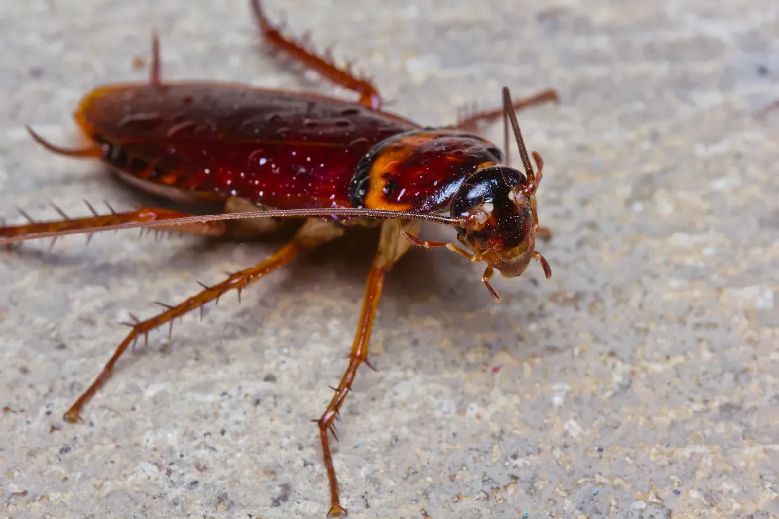 A cockroach is crawling on a concrete surface.