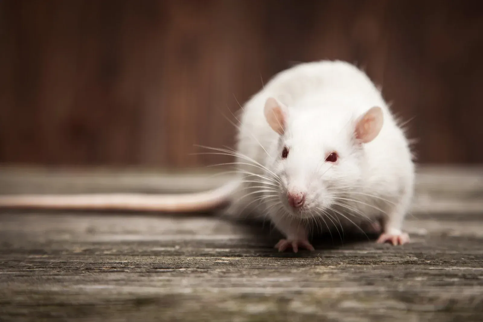 A white rat is standing on a wooden table and looking at the camera.