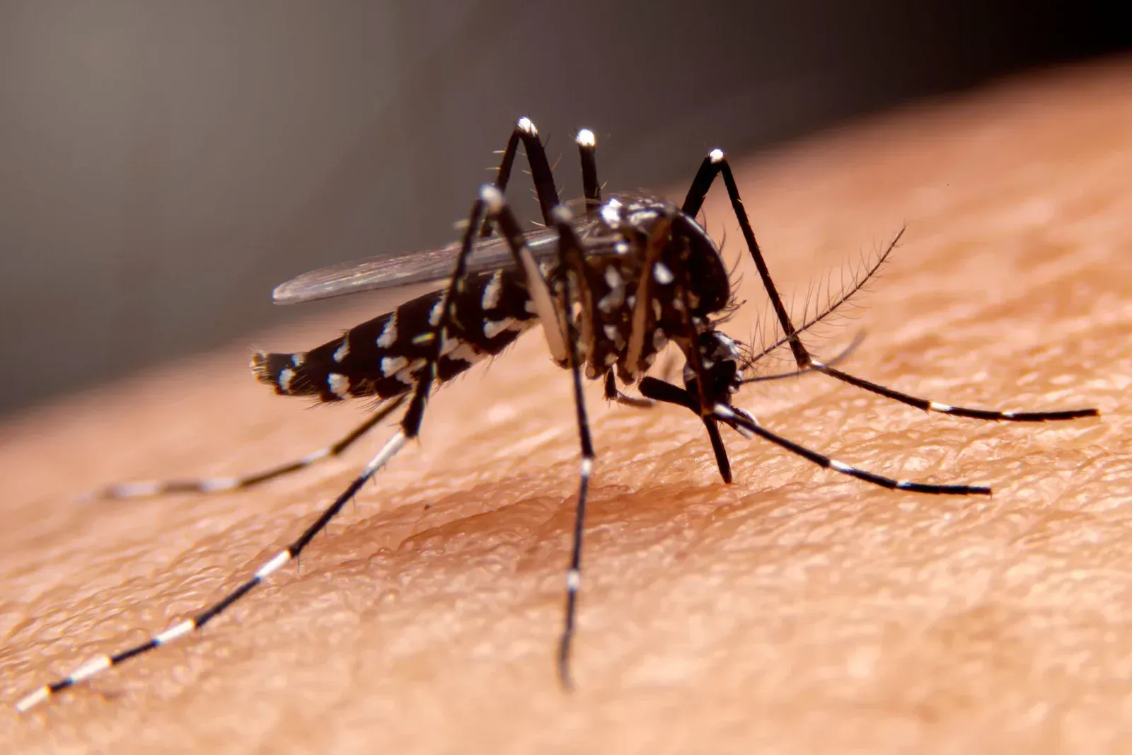 A close up of a mosquito on a person 's skin.
