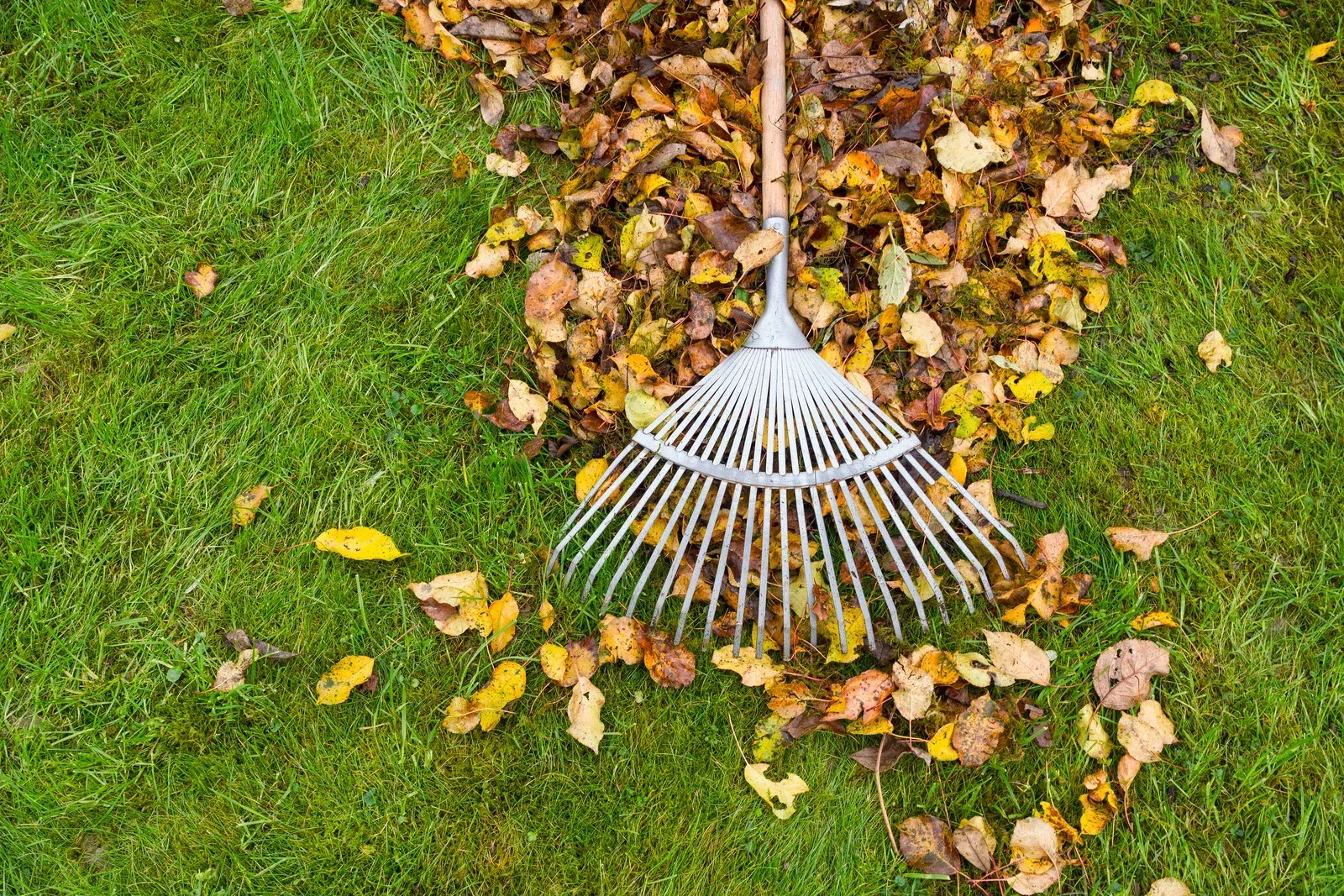 A rake is sitting on top of a pile of leaves on the grass.