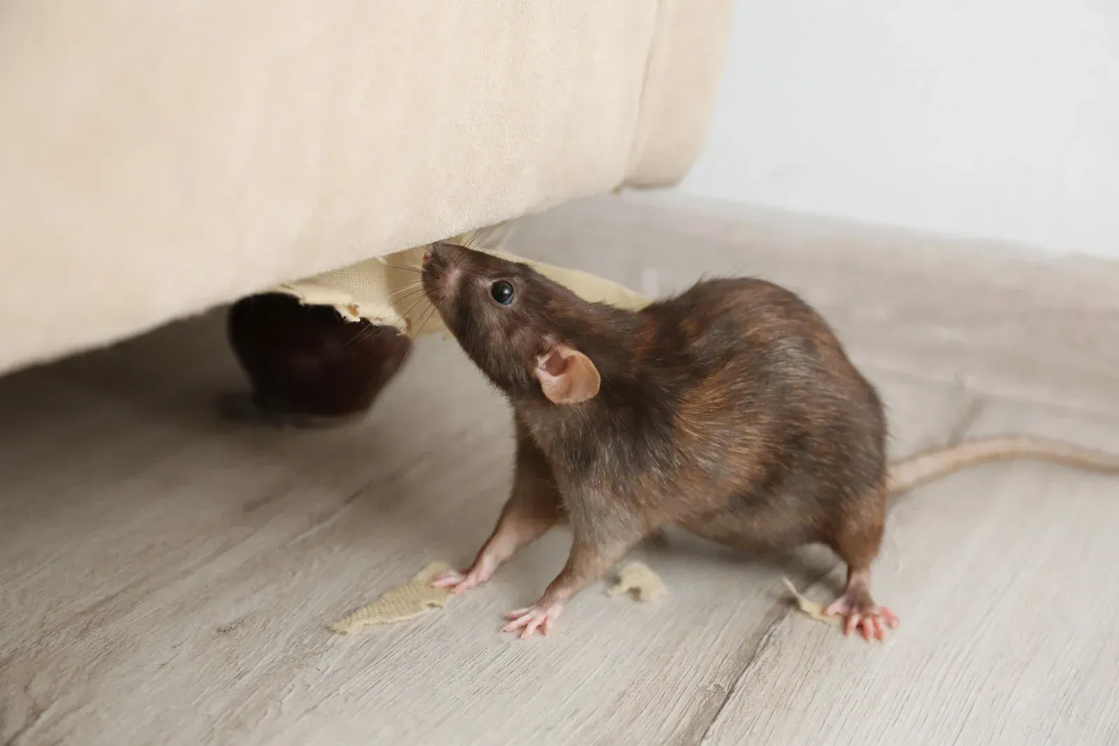 A rat is standing on a wooden floor under a couch.