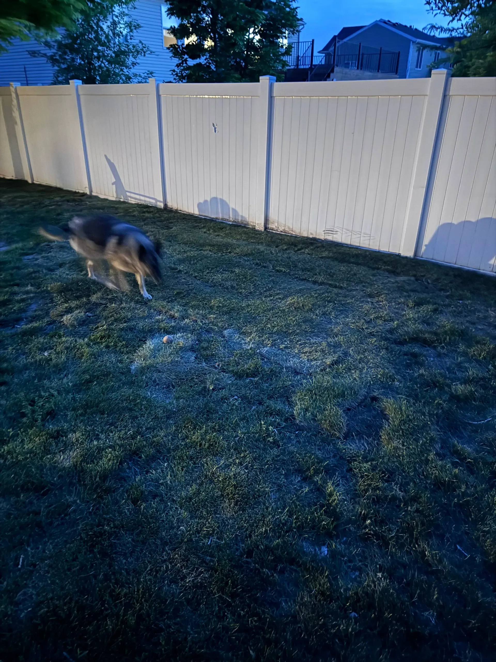 Dog in a grassy yard, walking near a white fence, at dusk.