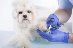 Our veterinarian helps all types of companion animals in Amelia, OH