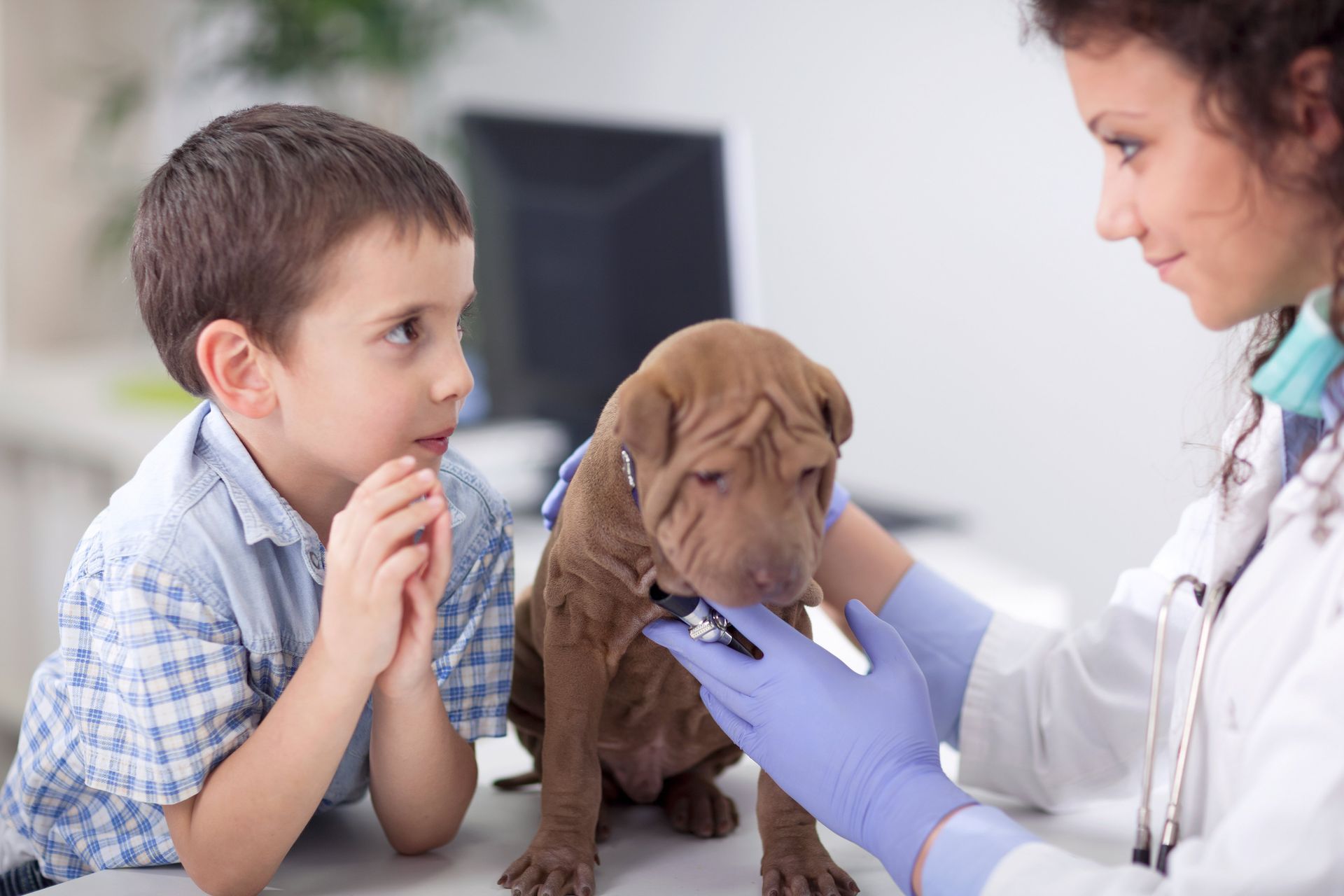 Doctors provide pet medications in small animal clinic in Amelia,OH