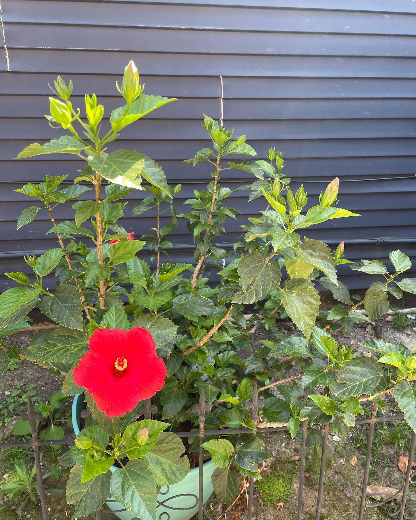 Rooted In Sunshine, Houston TX, Sunset Terrace/Montclair Houston TX, The Memorial Villages Houston TX, Rice Military Houston TX, Greater Heights Houston TX, River Oaks Houston TX, Southampton Houston TX, Braeswood Houston TX, Briargrove Houston TX, Montrose Houston TX, Greenway / Upper Kirby Area Houston TX, Bellaire TX, Spring Valley Village TX, Southside Place TX, West University Place TX, Cinco Ranch TX, Sugar Land TX, Sweetwater Sugar Land TX, Avalon Sugar Land TX, Katy TX, League City TX, Galveston TX, Garden Design, Houston Garden Design, Cinco Ranch Garden Design, Sugar Land Garden Design, Katy Garden Design, Galveston Garden Design, League City Garden Design, West University Place Garden Design, Garden Designer Near Me, Landscape Design, Houston Landscape Design, Cinco Ranch Landscape Design, Sugar Land Landscape Design, Katy Landscape Design, Galveston Landscape Design, League City Landscape Design, West University Place Landscape Design, Landscape Designer Near Me, Garden Bed Replenishment, Garden Bed Maintenance, Landscape, Landscaping Ideas, Backyard Landscaping, Front Yard Landscaping, Landscaping Plants, Native Plant Design, Wildscape, Wildscape Specialists, Wildlife Habitat Installation, Soil Testing, Tree Services, Tree Company Near Me, Houston Tree Company, Cinco Ranch Tree Company, Sugar Land Tree Company, Katy Tree Company, Galveston Tree Company, League City Tree Company, West University Place Tree Company, Tree Removal, Cost of removing a tree, Tree Removal Costs, Tree Pruning, Tree Trimming, Tree Installation, Interior Plant Decor, Interior Plant Decorating, House Plant Maintenance, House Plant Care, Storm Damage Tree Services