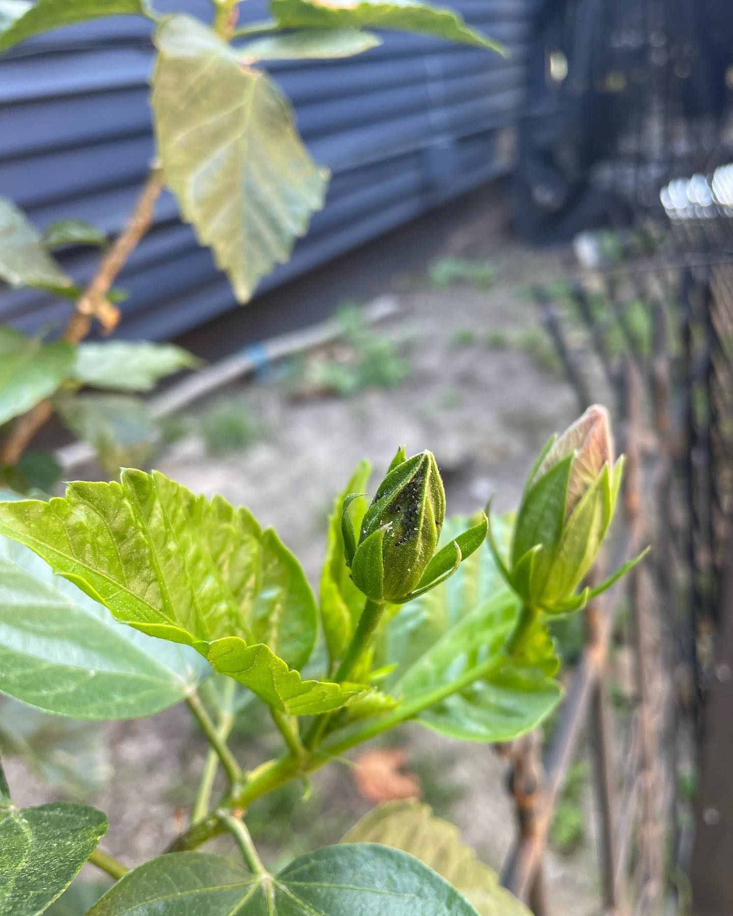 Green hibiscus plant with two buds ready to bloom, against a blurred backdrop.