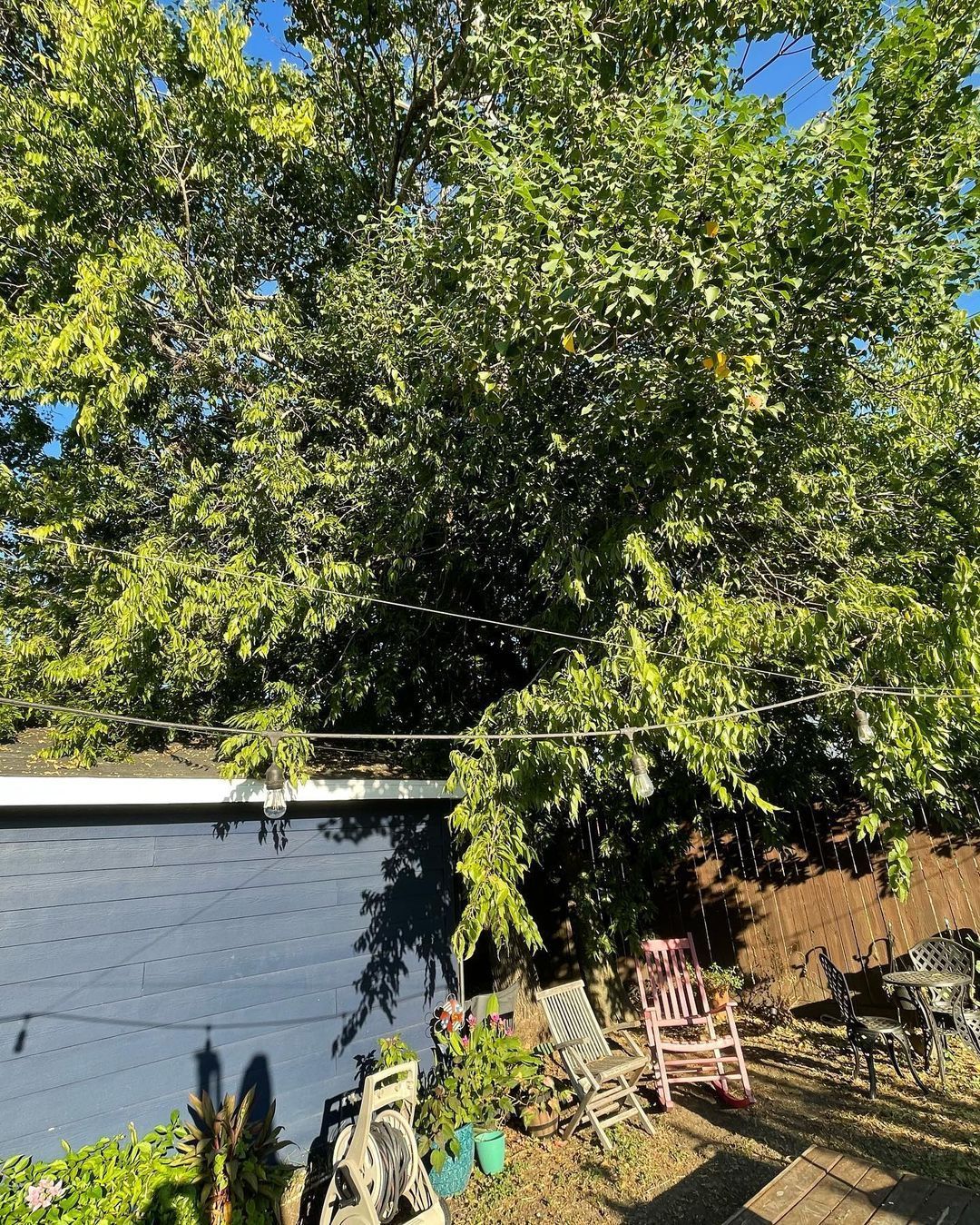 Rooted In Sunshine, Houston TX, Sunset Terrace/Montclair Houston TX, The Memorial Villages Houston TX, Rice Military Houston TX, Greater Heights Houston TX, River Oaks Houston TX, Southampton Houston TX, Braeswood Houston TX, Briargrove Houston TX, Montrose Houston TX, Greenway / Upper Kirby Area Houston TX, Bellaire TX, Spring Valley Village TX, Southside Place TX, West University Place TX, Cinco Ranch TX, Sugar Land TX, Sweetwater Sugar Land TX, Avalon Sugar Land TX, Katy TX, League City TX, Galveston TX, Garden Design, Houston Garden Design, Cinco Ranch Garden Design, Sugar Land Garden Design, Katy Garden Design, Galveston Garden Design, League City Garden Design, West University Place Garden Design, Garden Designer Near Me, Landscape Design, Houston Landscape Design, Cinco Ranch Landscape Design, Sugar Land Landscape Design, Katy Landscape Design, Galveston Landscape Design, League City Landscape Design, West University Place Landscape Design, Landscape Designer Near Me, Garden Bed Replenishment, Garden Bed Maintenance, Landscape, Landscaping Ideas, Backyard Landscaping, Front Yard Landscaping, Landscaping Plants, Native Plant Design, Wildscape, Wildscape Specialists, Wildlife Habitat Installation, Soil Testing, Tree Services, Tree Company Near Me, Houston Tree Company, Cinco Ranch Tree Company, Sugar Land Tree Company, Katy Tree Company, Galveston Tree Company, League City Tree Company, West University Place Tree Company, Tree Removal, Cost of removing a tree, Tree Removal Costs, Tree Pruning, Tree Trimming, Tree Installation, Interior Plant Decor, Interior Plant Decorating, House Plant Maintenance, House Plant Care, Storm Damage Tree Services