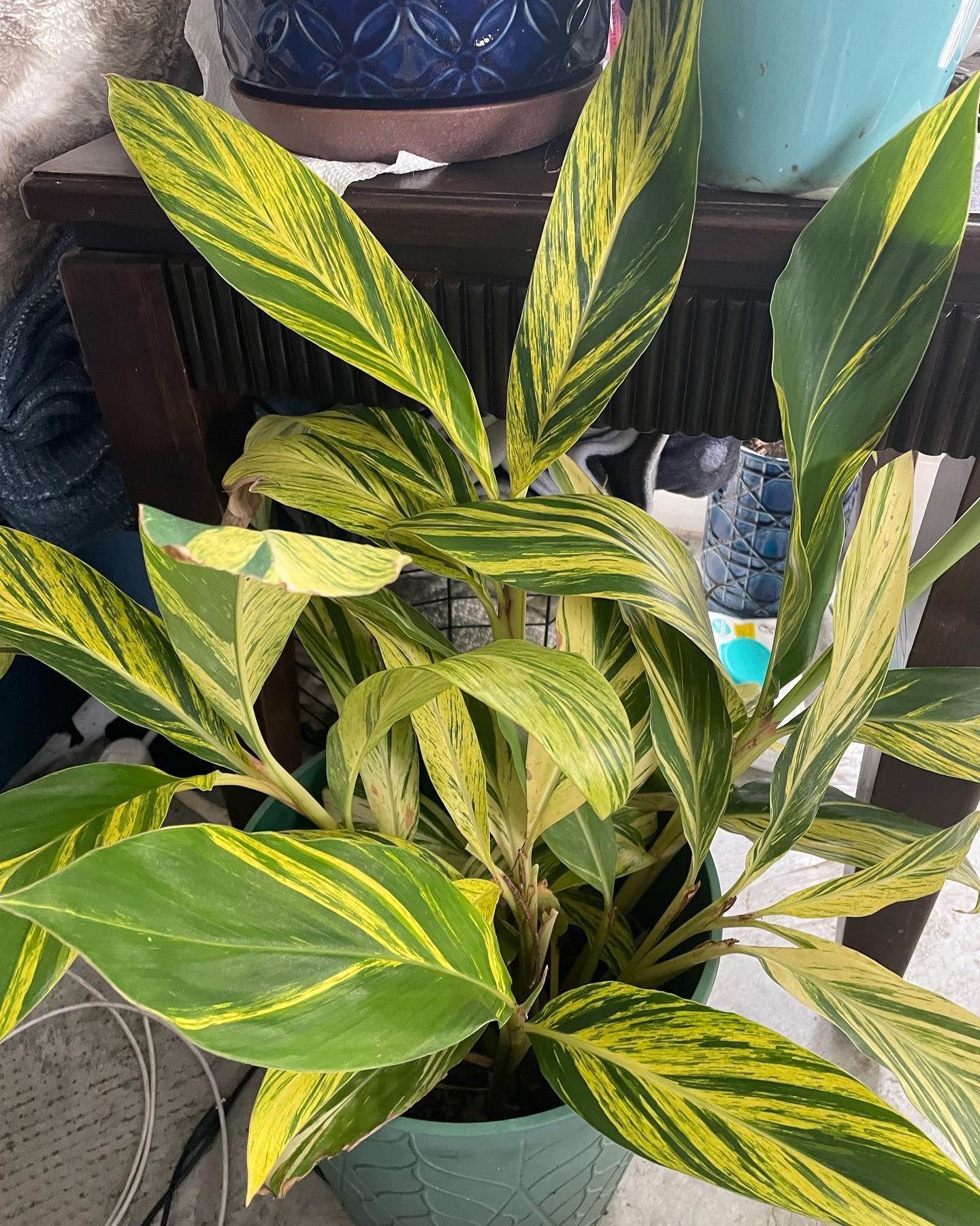 Variegated ginger plant with green and yellow leaves in a teal pot.