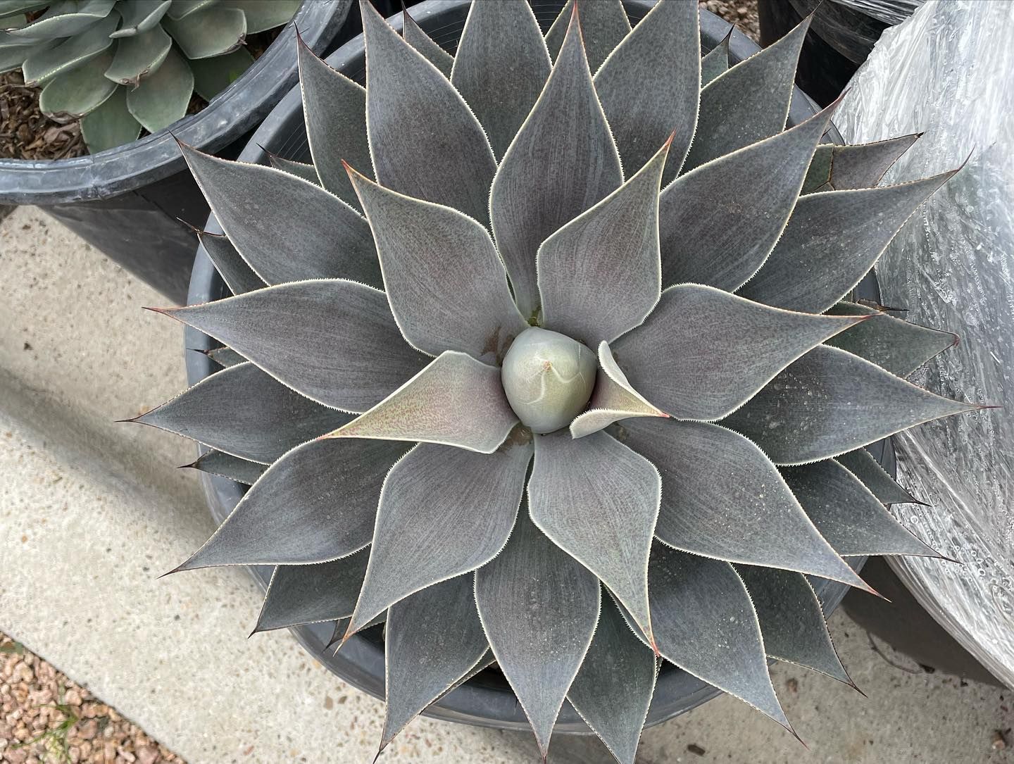 Rooted In Sunshine, Houston TX, Sunset Terrace/Montclair Houston TX, The Memorial Villages Houston TX, Rice Military Houston TX, Greater Heights Houston TX, River Oaks Houston TX, Southampton Houston TX, Braeswood Houston TX, Briargrove Houston TX, Montrose Houston TX, Greenway / Upper Kirby Area Houston TX, Bellaire TX, Spring Valley Village TX, Southside Place TX, West University Place TX, Cinco Ranch TX, Sugar Land TX, Sweetwater Sugar Land TX, Avalon Sugar Land TX, Katy TX, League City TX, Galveston TX, Garden Design, Houston Garden Design, Cinco Ranch Garden Design, Sugar Land Garden Design, Katy Garden Design, Galveston Garden Design, League City Garden Design, West University Place Garden Design, Garden Designer Near Me, Landscape Design, Houston Landscape Design, Cinco Ranch Landscape Design, Sugar Land Landscape Design, Katy Landscape Design, Galveston Landscape Design, League City Landscape Design, West University Place Landscape Design, Landscape Designer Near Me, Garden Bed Replenishment, Garden Bed Maintenance, Landscape, Landscaping Ideas, Backyard Landscaping, Front Yard Landscaping, Landscaping Plants, Native Plant Design, Wildscape, Wildscape Specialists, Wildlife Habitat Installation, Soil Testing, Tree Services, Tree Company Near Me, Houston Tree Company, Cinco Ranch Tree Company, Sugar Land Tree Company, Katy Tree Company, Galveston Tree Company, League City Tree Company, West University Place Tree Company, Tree Removal, Cost of removing a tree, Tree Removal Costs, Tree Pruning, Tree Trimming, Tree Installation, Interior Plant Decor, Interior Plant Decorating, House Plant Maintenance, House Plant Care, Storm Damage Tree Services