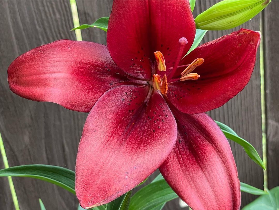 Rooted In Sunshine, Houston TX, Sunset Terrace/Montclair Houston TX, The Memorial Villages Houston TX, Rice Military Houston TX, Greater Heights Houston TX, River Oaks Houston TX, Southampton Houston TX, Braeswood Houston TX, Briargrove Houston TX, Montrose Houston TX, Greenway / Upper Kirby Area Houston TX, Bellaire TX, Spring Valley Village TX, Southside Place TX, West University Place TX, Cinco Ranch TX, Sugar Land TX, Sweetwater Sugar Land TX, Avalon Sugar Land TX, Katy TX, League City TX, Galveston TX, Garden Design, Houston Garden Design, Cinco Ranch Garden Design, Sugar Land Garden Design, Katy Garden Design, Galveston Garden Design, League City Garden Design, West University Place Garden Design, Garden Designer Near Me, Landscape Design, Houston Landscape Design, Cinco Ranch Landscape Design, Sugar Land Landscape Design, Katy Landscape Design, Galveston Landscape Design, League City Landscape Design, West University Place Landscape Design, Landscape Designer Near Me, Garden Bed Replenishment, Garden Bed Maintenance, Landscape, Landscaping Ideas, Backyard Landscaping, Front Yard Landscaping, Landscaping Plants, Native Plant Design, Wildscape, Wildscape Specialists, Wildlife Habitat Installation, Soil Testing, Tree Services, Tree Company Near Me, Houston Tree Company, Cinco Ranch Tree Company, Sugar Land Tree Company, Katy Tree Company, Galveston Tree Company, League City Tree Company, West University Place Tree Company, Tree Removal, Cost of removing a tree, Tree Removal Costs, Tree Pruning, Tree Trimming, Tree Installation, Interior Plant Decor, Interior Plant Decorating, House Plant Maintenance, House Plant Care, Storm Damage Tree Services