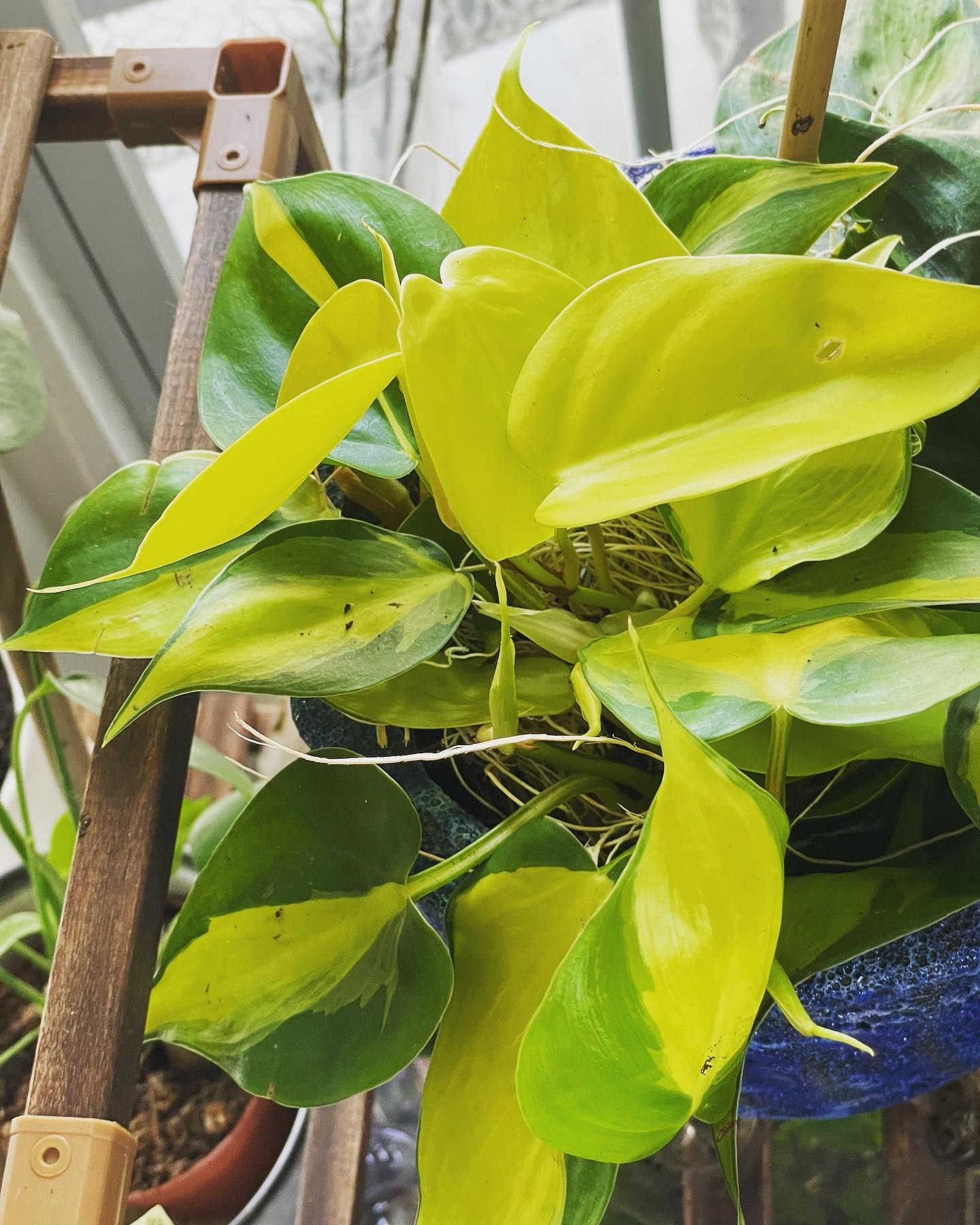 Bright green and yellow Philodendron plant in a blue pot.