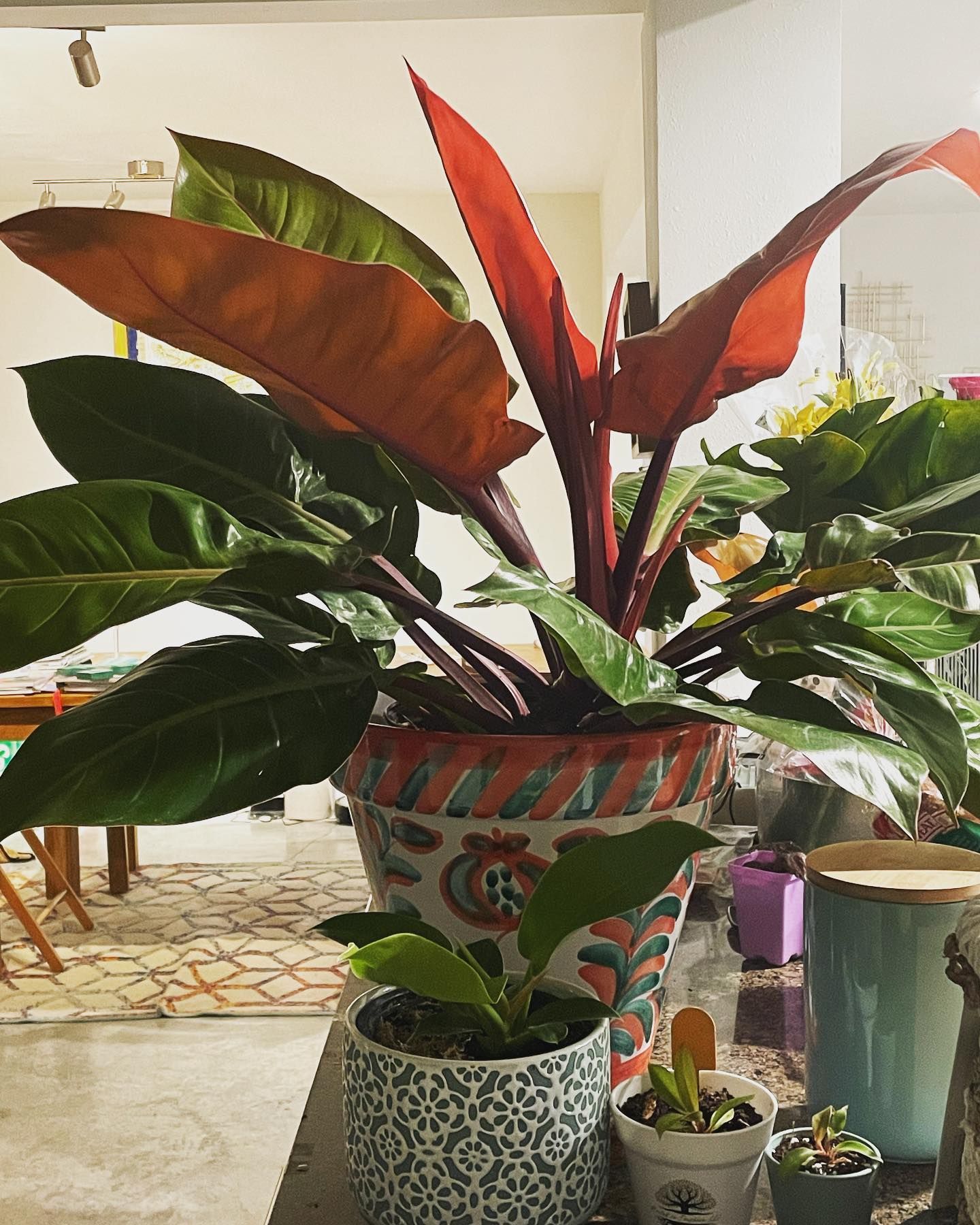 Large philodendron plant with red and green leaves in a decorative pot, small plants in front.