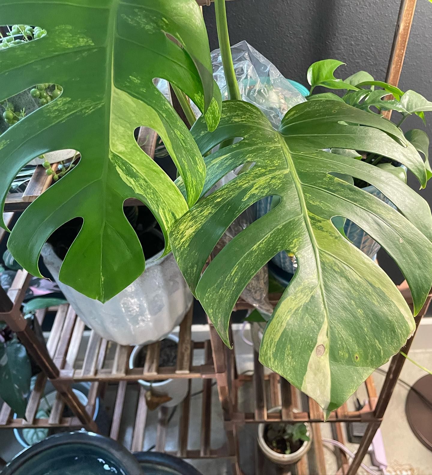 Variegated Monstera plant with green and yellow leaves, in a white pot on a metal shelf.