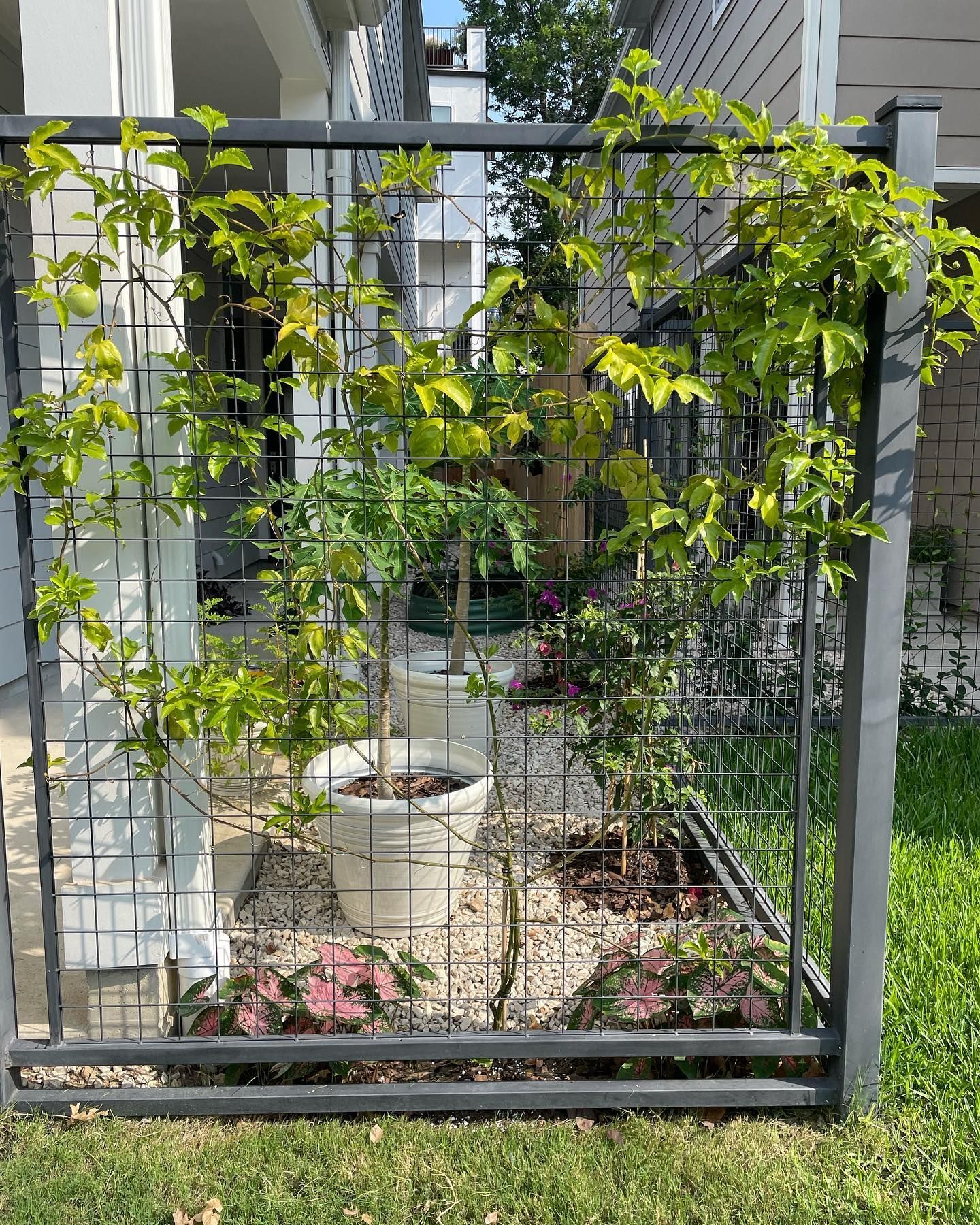 Rooted In Sunshine, Houston TX, Sunset Terrace/Montclair Houston TX, The Memorial Villages Houston TX, Rice Military Houston TX, Greater Heights Houston TX, River Oaks Houston TX, Southampton Houston TX, Braeswood Houston TX, Briargrove Houston TX, Montrose Houston TX, Greenway / Upper Kirby Area Houston TX, Bellaire TX, Spring Valley Village TX, Southside Place TX, West University Place TX, Cinco Ranch TX, Sugar Land TX, Sweetwater Sugar Land TX, Avalon Sugar Land TX, Katy TX, League City TX, Galveston TX, Garden Design, Houston Garden Design, Cinco Ranch Garden Design, Sugar Land Garden Design, Katy Garden Design, Galveston Garden Design, League City Garden Design, West University Place Garden Design, Garden Designer Near Me, Landscape Design, Houston Landscape Design, Cinco Ranch Landscape Design, Sugar Land Landscape Design, Katy Landscape Design, Galveston Landscape Design, League City Landscape Design, West University Place Landscape Design, Landscape Designer Near Me, Garden Bed Replenishment, Garden Bed Maintenance, Landscape, Landscaping Ideas, Backyard Landscaping, Front Yard Landscaping, Landscaping Plants, Native Plant Design, Wildscape, Wildscape Specialists, Wildlife Habitat Installation, Soil Testing, Tree Services, Tree Company Near Me, Houston Tree Company, Cinco Ranch Tree Company, Sugar Land Tree Company, Katy Tree Company, Galveston Tree Company, League City Tree Company, West University Place Tree Company, Tree Removal, Cost of removing a tree, Tree Removal Costs, Tree Pruning, Tree Trimming, Tree Installation, Interior Plant Decor, Interior Plant Decorating, House Plant Maintenance, House Plant Care, Storm Damage Tree Services