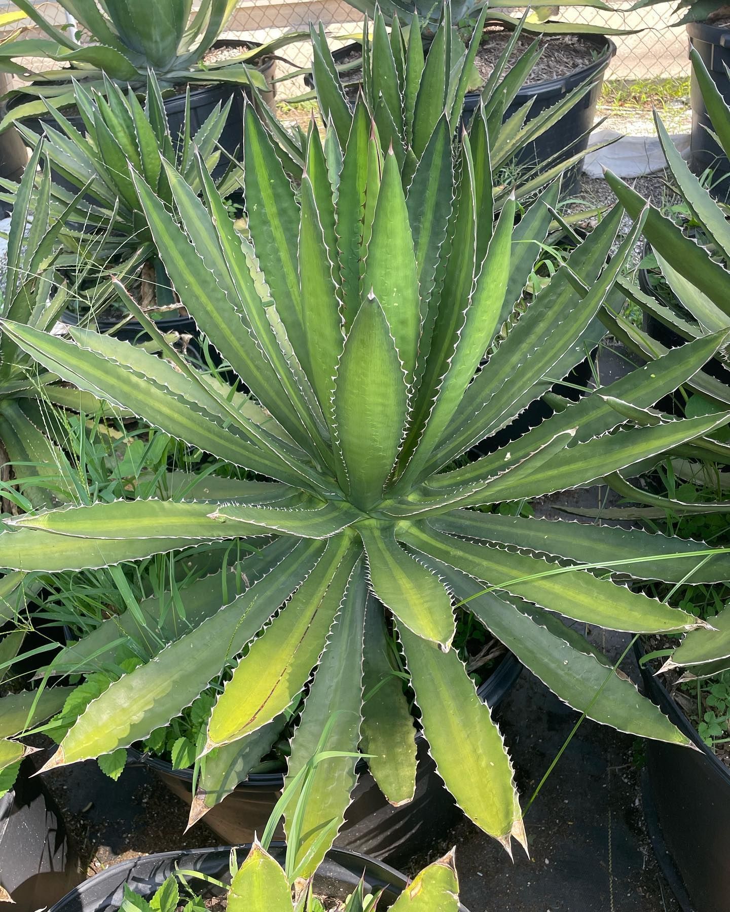 Rooted In Sunshine, Houston TX, Sunset Terrace/Montclair Houston TX, The Memorial Villages Houston TX, Rice Military Houston TX, Greater Heights Houston TX, River Oaks Houston TX, Southampton Houston TX, Braeswood Houston TX, Briargrove Houston TX, Montrose Houston TX, Greenway / Upper Kirby Area Houston TX, Bellaire TX, Spring Valley Village TX, Southside Place TX, West University Place TX, Cinco Ranch TX, Sugar Land TX, Sweetwater Sugar Land TX, Avalon Sugar Land TX, Katy TX, League City TX, Galveston TX, Garden Design, Houston Garden Design, Cinco Ranch Garden Design, Sugar Land Garden Design, Katy Garden Design, Galveston Garden Design, League City Garden Design, West University Place Garden Design, Garden Designer Near Me, Landscape Design, Houston Landscape Design, Cinco Ranch Landscape Design, Sugar Land Landscape Design, Katy Landscape Design, Galveston Landscape Design, League City Landscape Design, West University Place Landscape Design, Landscape Designer Near Me, Garden Bed Replenishment, Garden Bed Maintenance, Landscape, Landscaping Ideas, Backyard Landscaping, Front Yard Landscaping, Landscaping Plants, Native Plant Design, Wildscape, Wildscape Specialists, Wildlife Habitat Installation, Soil Testing, Tree Services, Tree Company Near Me, Houston Tree Company, Cinco Ranch Tree Company, Sugar Land Tree Company, Katy Tree Company, Galveston Tree Company, League City Tree Company, West University Place Tree Company, Tree Removal, Cost of removing a tree, Tree Removal Costs, Tree Pruning, Tree Trimming, Tree Installation, Interior Plant Decor, Interior Plant Decorating, House Plant Maintenance, House Plant Care, Storm Damage Tree Services