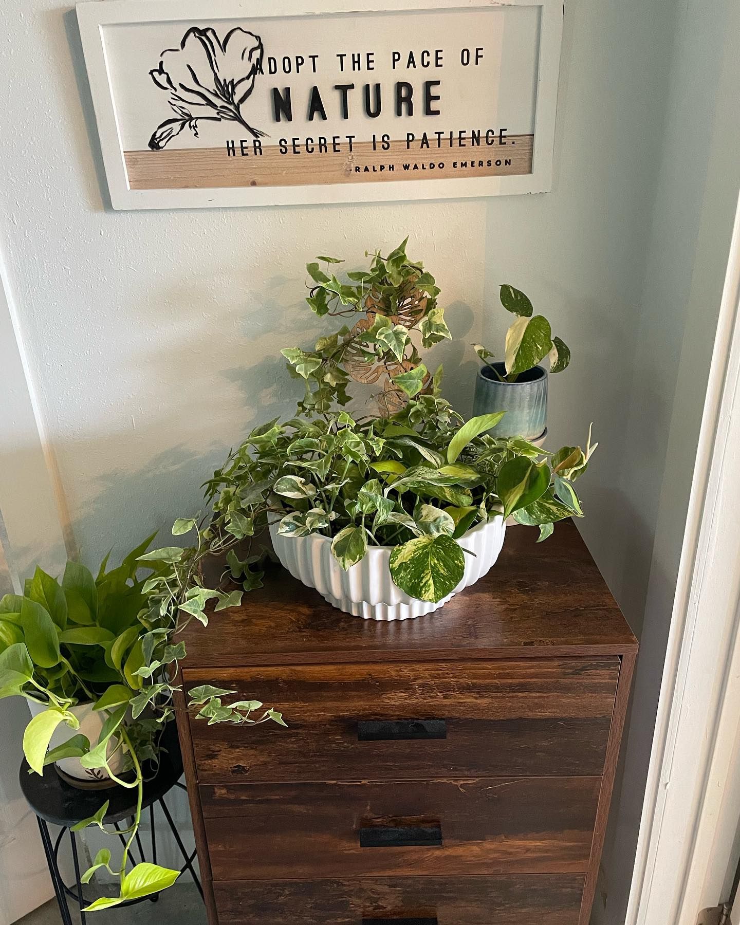 Plants on a wooden dresser with a sign that reads 