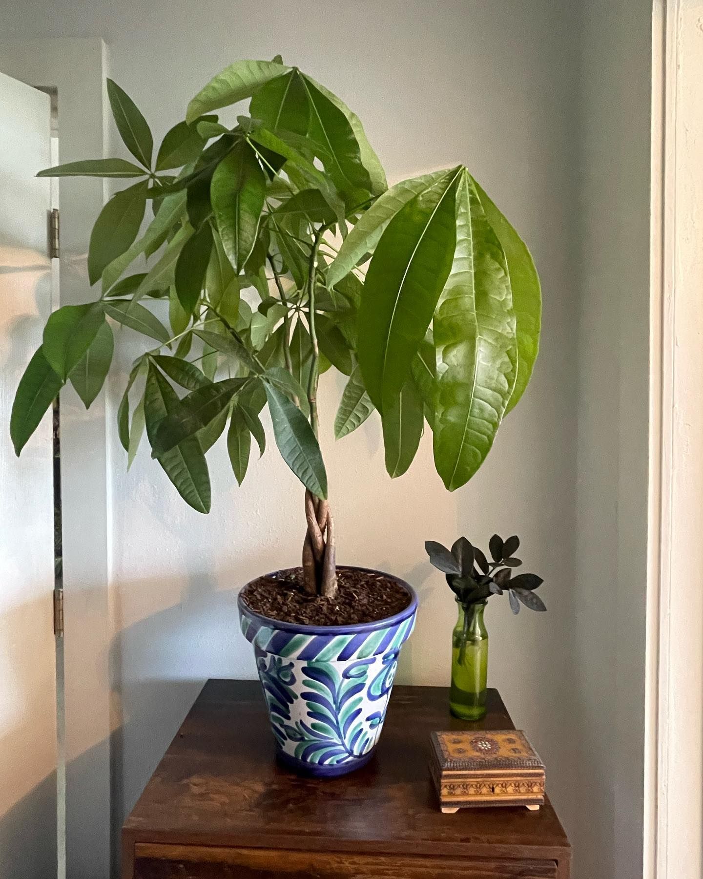 A potted money tree with vibrant green leaves, stands on a wooden table, next to a small vase and a decorative box.