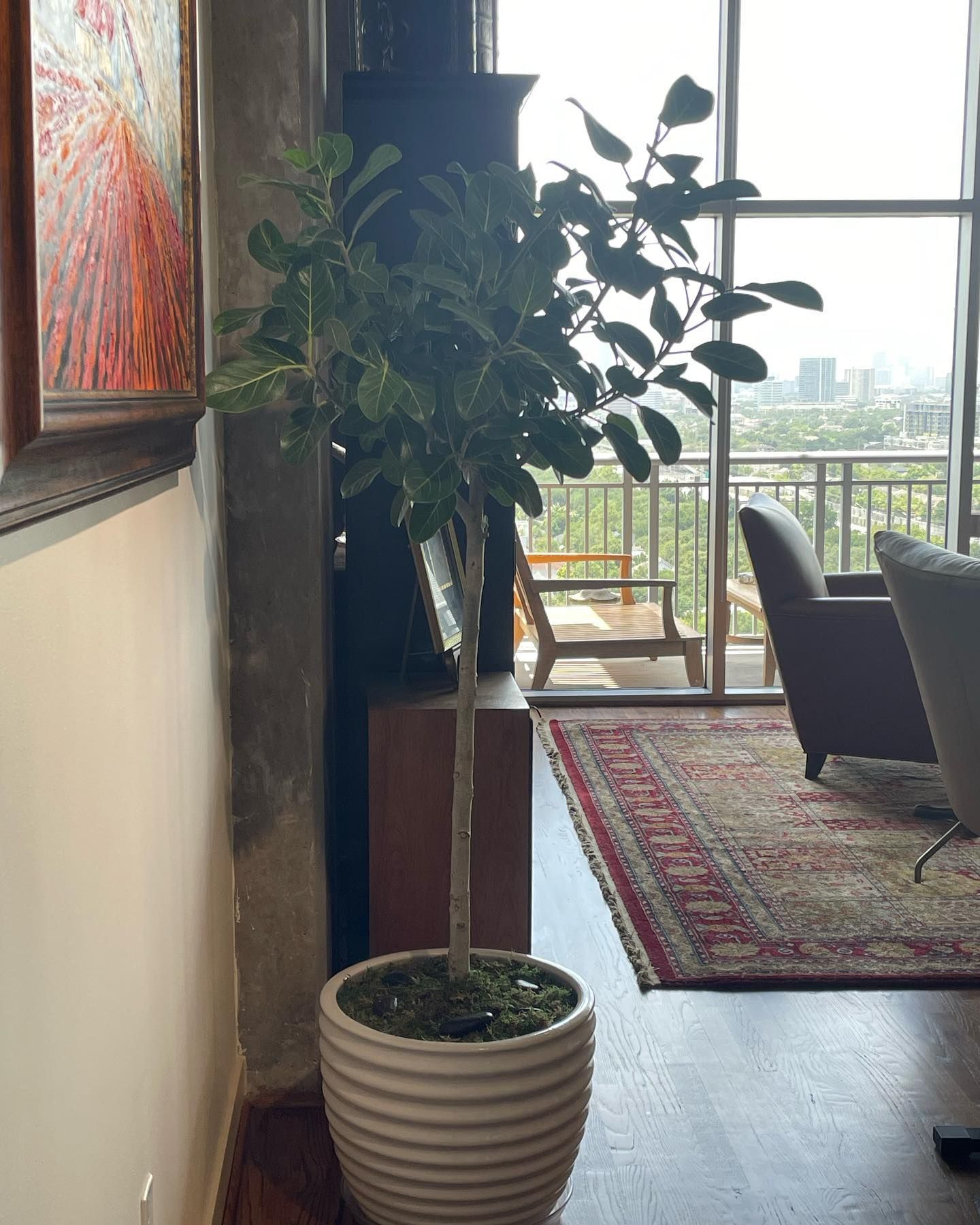 Tall potted plant indoors near a window with a city view and a rug.