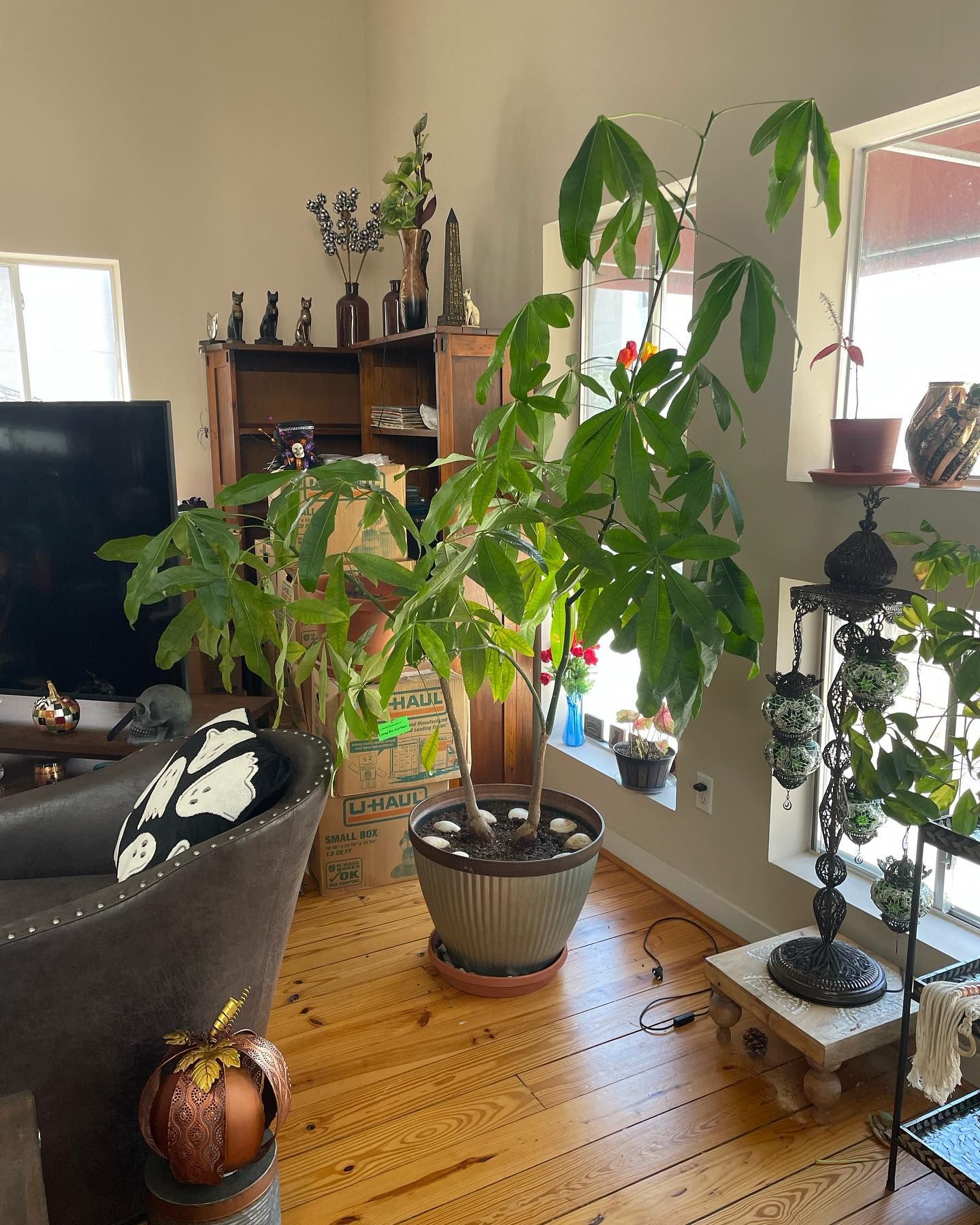 Large potted plant in living room with wooden floors, tall windows, and decorative items.