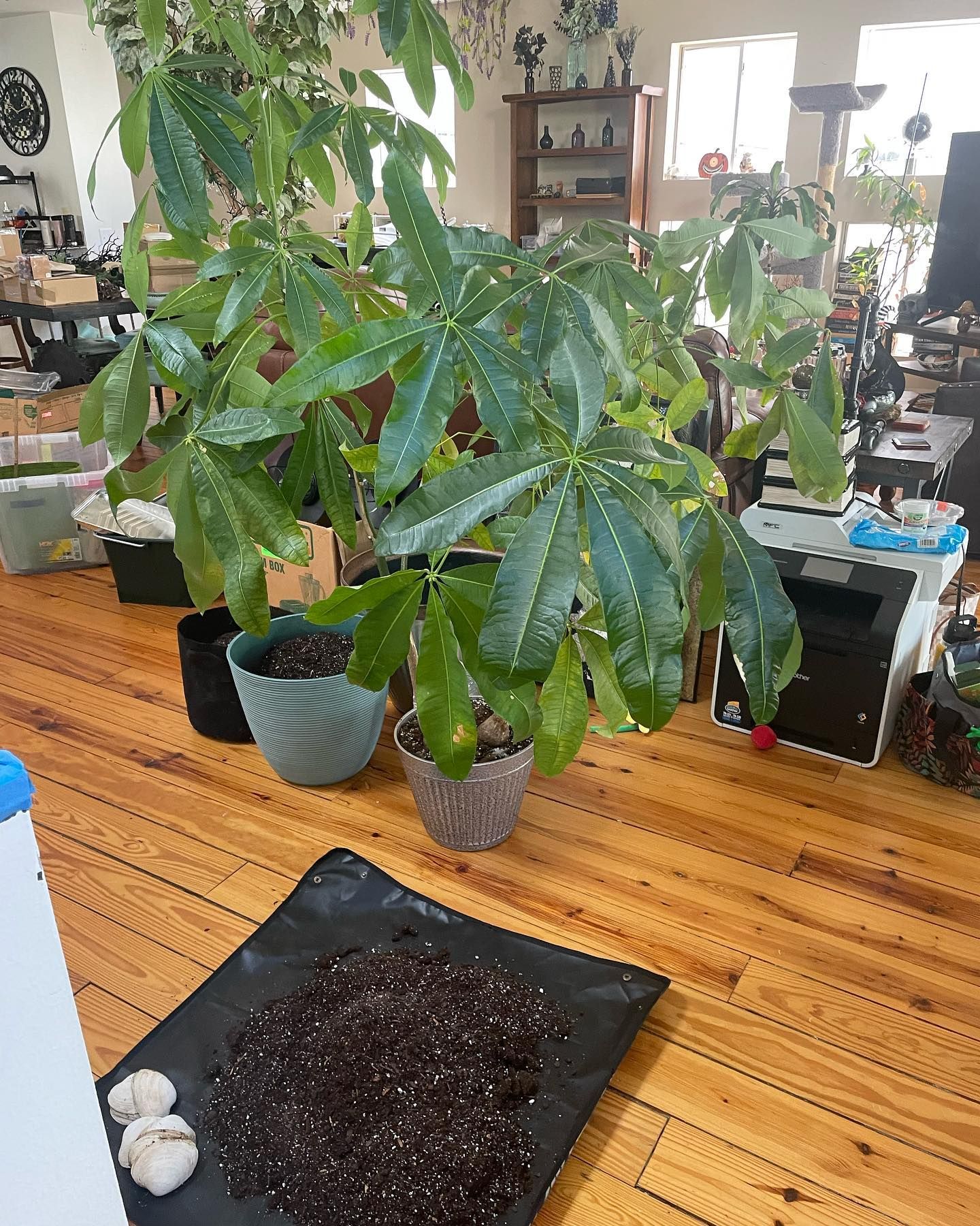 Large leafy plant in a bright room, with a tray of soil and garlic cloves on the floor.