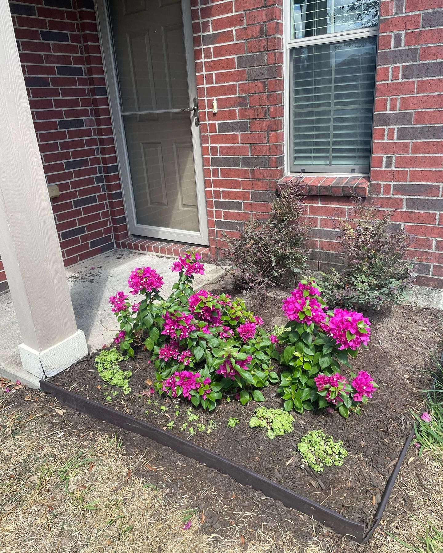 Rooted In Sunshine, Houston TX, Sunset Terrace/Montclair Houston TX, The Memorial Villages Houston TX, Rice Military Houston TX, Greater Heights Houston TX, River Oaks Houston TX, Southampton Houston TX, Braeswood Houston TX, Briargrove Houston TX, Montrose Houston TX, Greenway / Upper Kirby Area Houston TX, Bellaire TX, Spring Valley Village TX, Southside Place TX, West University Place TX, Cinco Ranch TX, Sugar Land TX, Sweetwater Sugar Land TX, Avalon Sugar Land TX, Katy TX, League City TX, Galveston TX, Garden Design, Houston Garden Design, Cinco Ranch Garden Design, Sugar Land Garden Design, Katy Garden Design, Galveston Garden Design, League City Garden Design, West University Place Garden Design, Garden Designer Near Me, Landscape Design, Houston Landscape Design, Cinco Ranch Landscape Design, Sugar Land Landscape Design, Katy Landscape Design, Galveston Landscape Design, League City Landscape Design, West University Place Landscape Design, Landscape Designer Near Me, Garden Bed Replenishment, Garden Bed Maintenance, Landscape, Landscaping Ideas, Backyard Landscaping, Front Yard Landscaping, Landscaping Plants, Native Plant Design, Wildscape, Wildscape Specialists, Wildlife Habitat Installation, Soil Testing, Tree Services, Tree Company Near Me, Houston Tree Company, Cinco Ranch Tree Company, Sugar Land Tree Company, Katy Tree Company, Galveston Tree Company, League City Tree Company, West University Place Tree Company, Tree Removal, Cost of removing a tree, Tree Removal Costs, Tree Pruning, Tree Trimming, Tree Installation, Interior Plant Decor, Interior Plant Decorating, House Plant Maintenance, House Plant Care, Storm Damage Tree Services