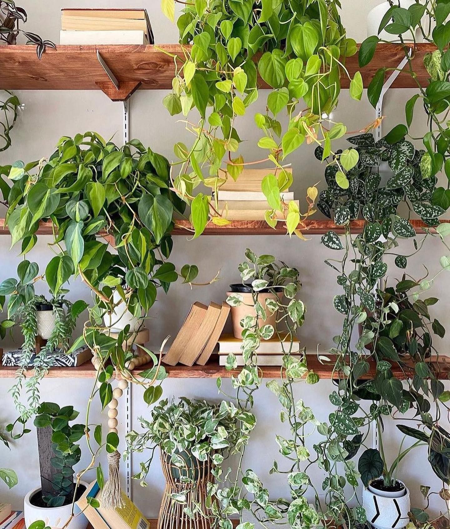 Wooden shelves overflowing with various green houseplants, some trailing.
