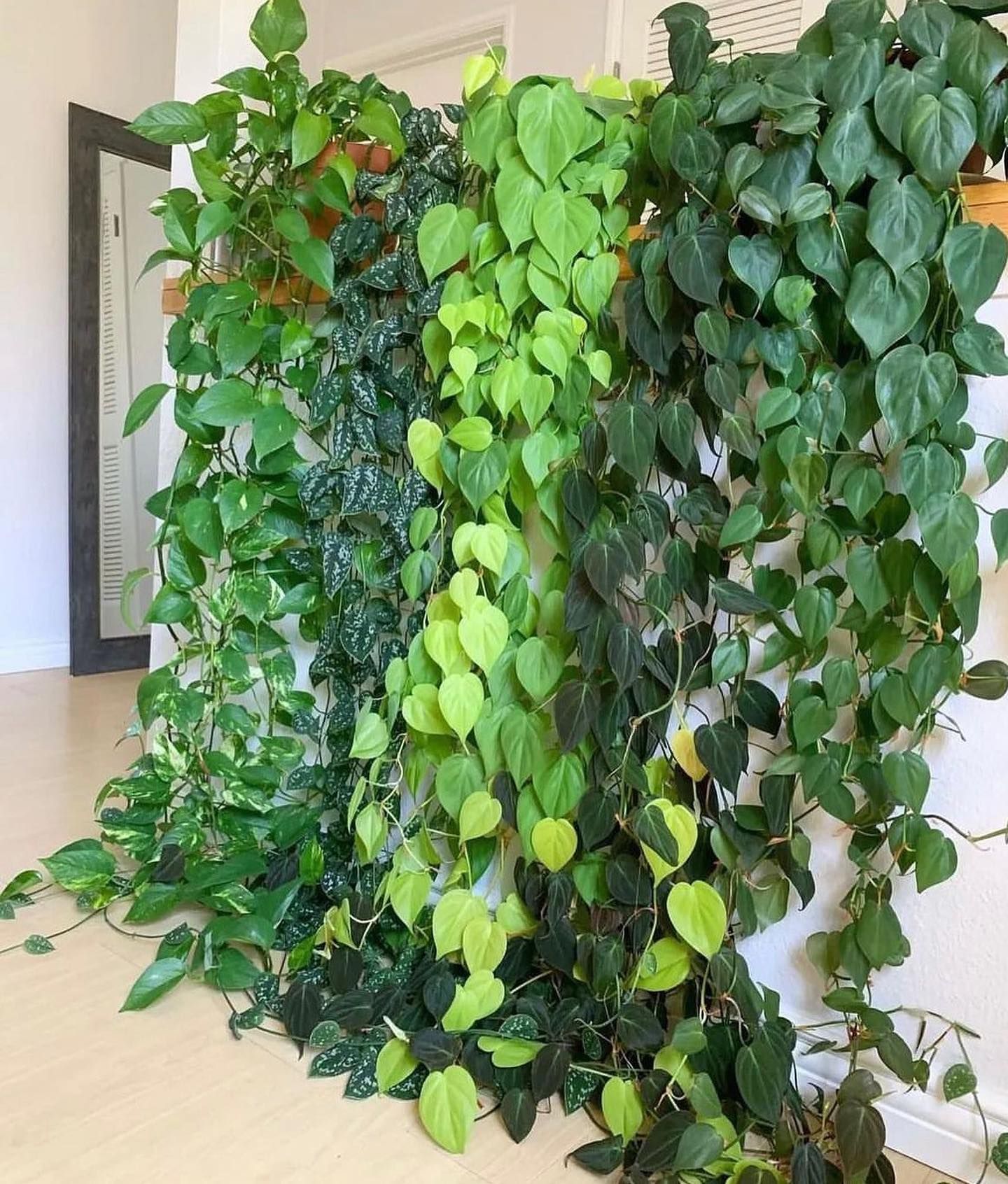 Green vining plants cascading down a white wall, showcasing varied leaf colors and textures.