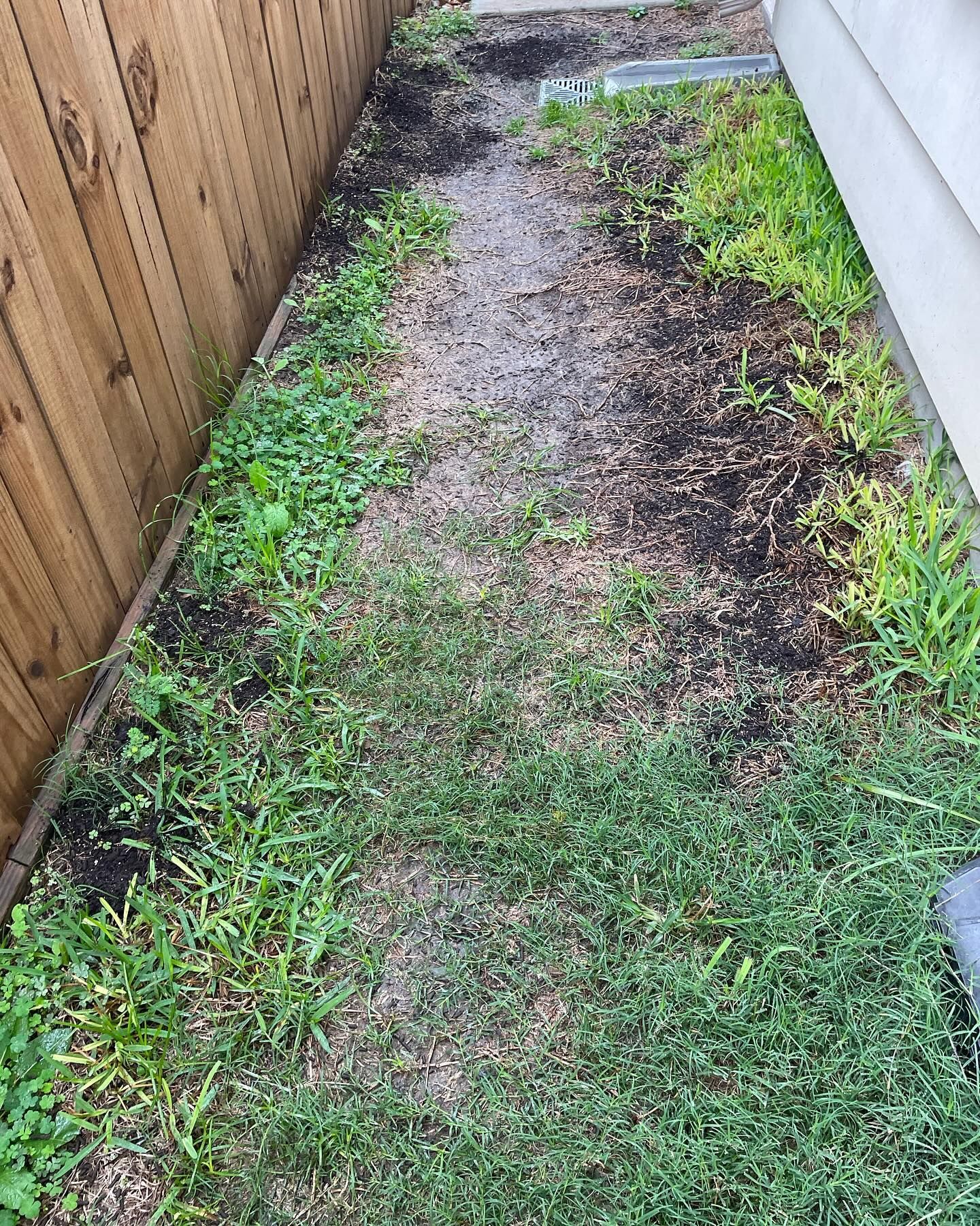 Narrow, overgrown yard with a path of bare dirt between a wooden fence and a building's side.