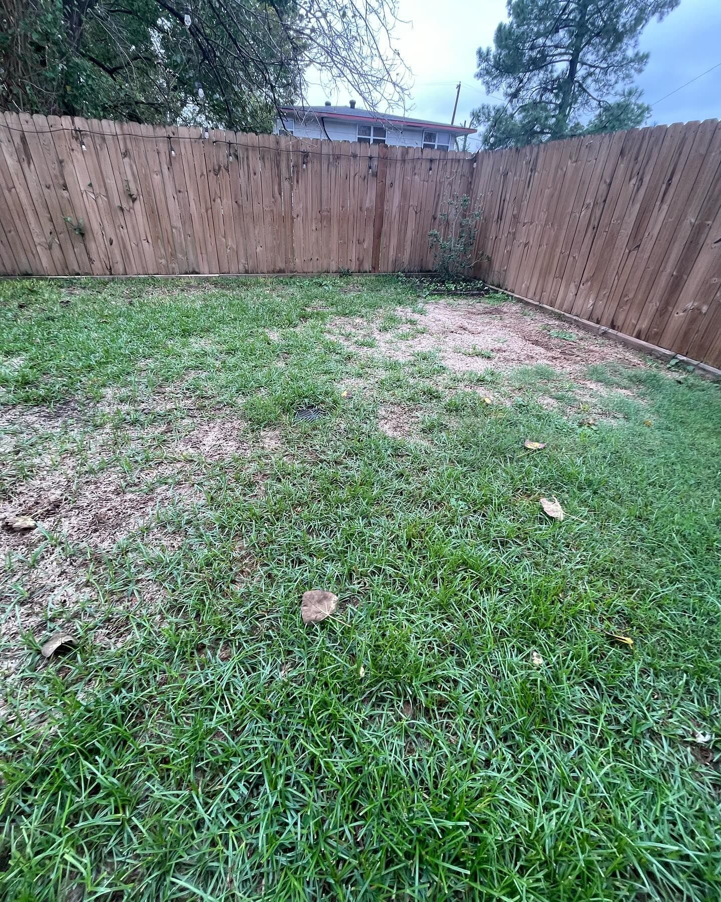 A backyard with a wooden fence. Mostly green grass, some bare patches, and a cloudy sky.