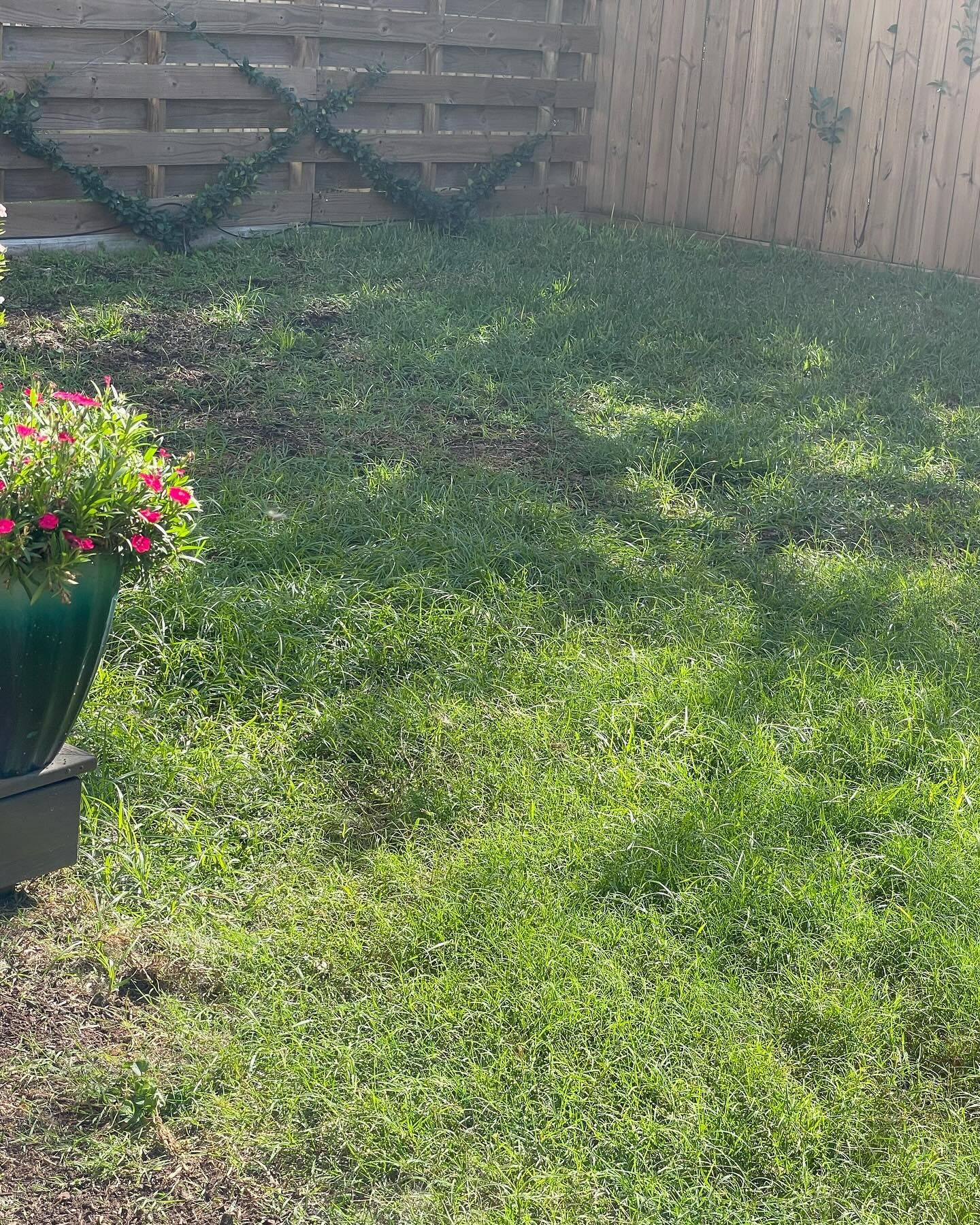 Green lawn with patches of bare earth, flower pot in foreground, wooden fence in the background.