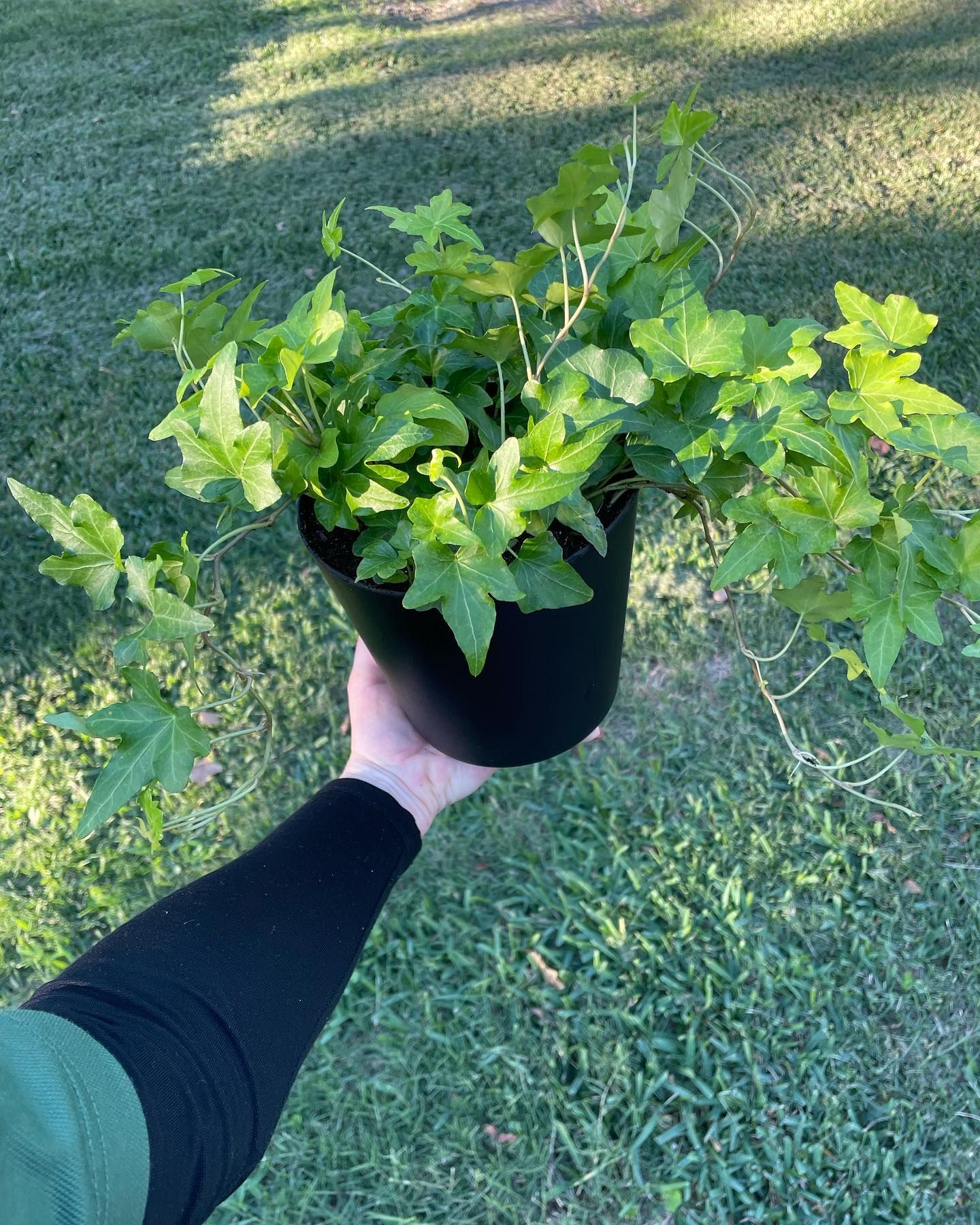 Person holding a black pot with a leafy green plant against a grassy background.