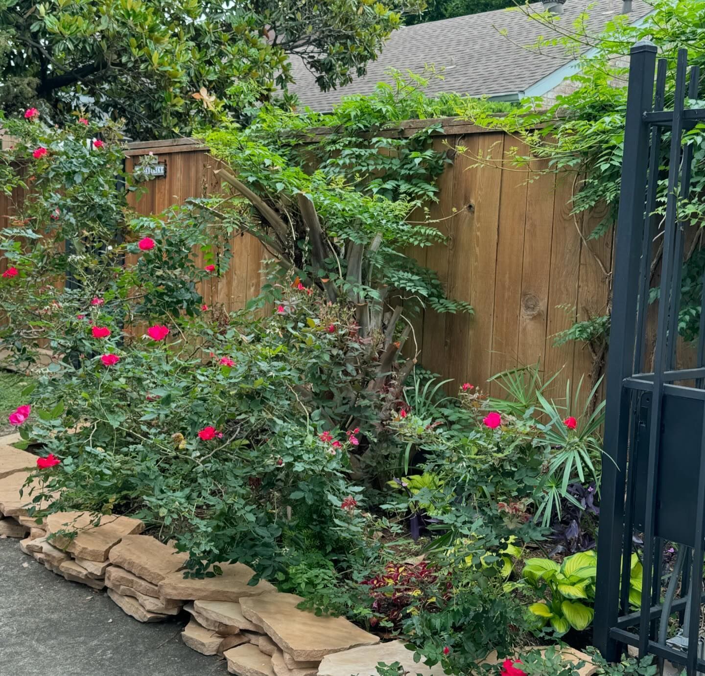 A garden bed with red roses, green foliage, a wooden fence, and stone edging.