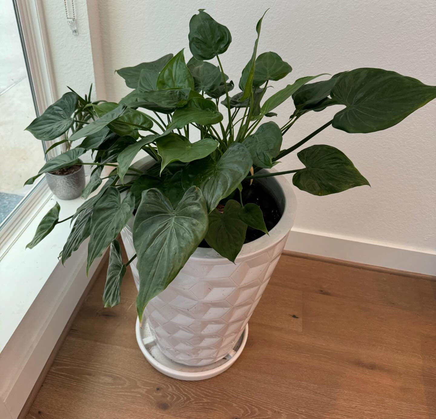 A large potted heartleaf philodendron plant sits by a window, with green leaves and a white geometric pot.