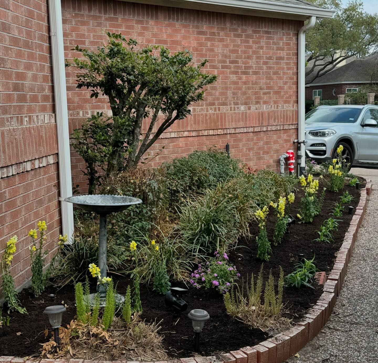 A flower bed with yellow blooms, brick border, bird bath, and a brick wall. A silver SUV is parked nearby.