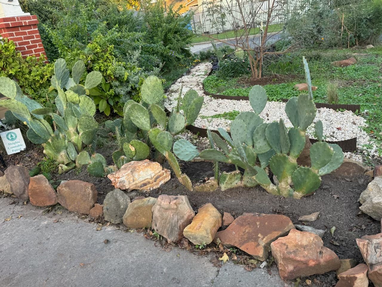 Cactus garden bed with flat, green pads, bordered by brown rocks; path and bushes in the background.