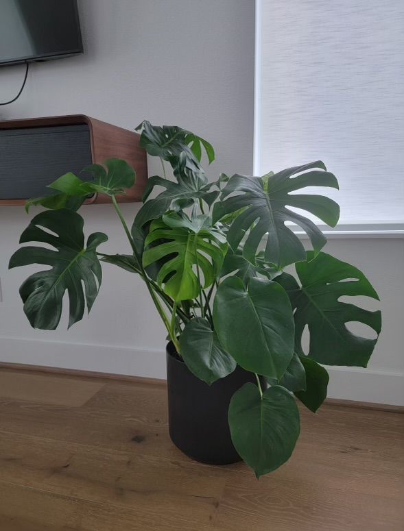 Monstera deliciosa plant with large, fenestrated leaves in a black pot, indoors by a window.