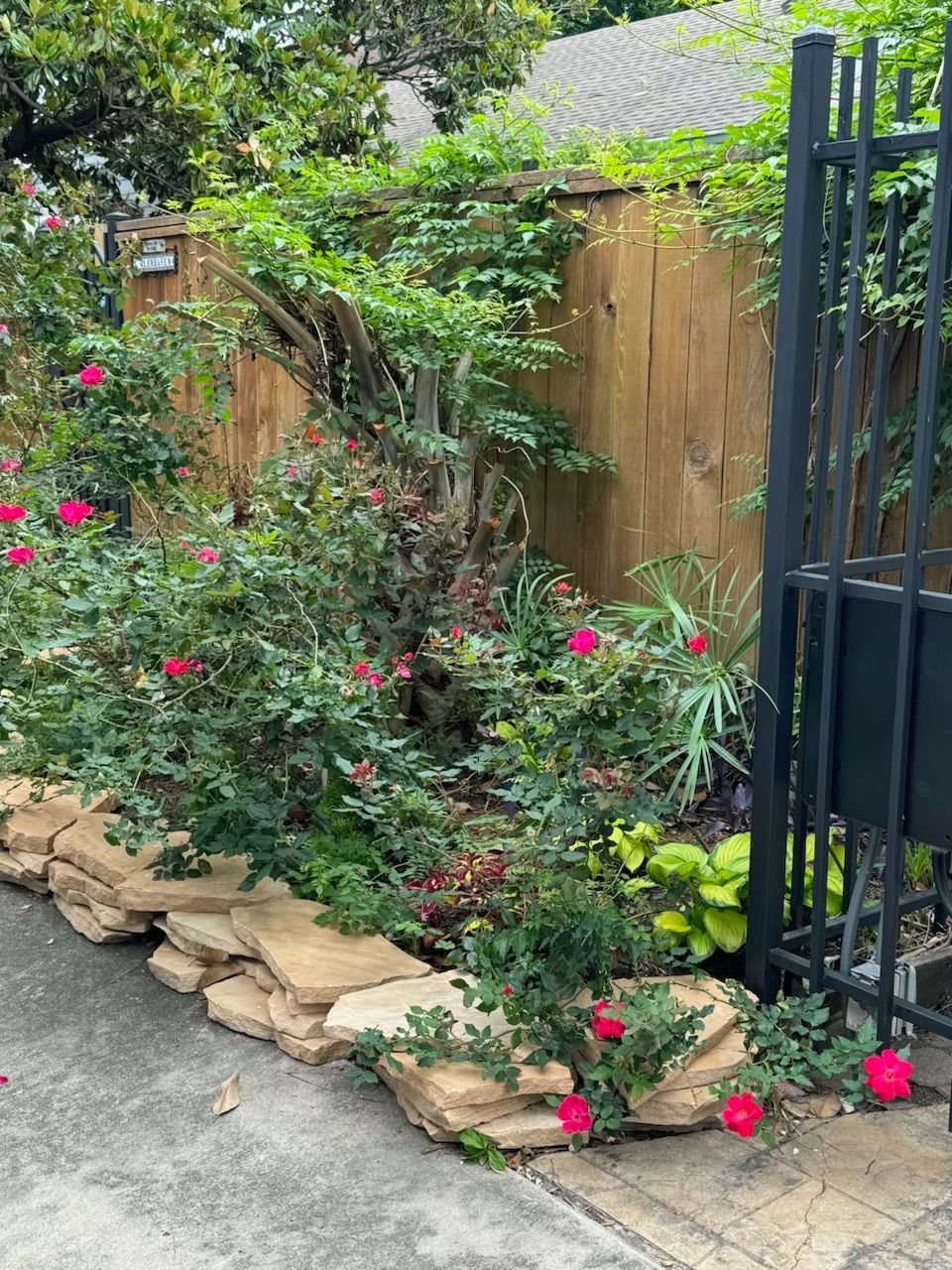 Rooted In Sunshine, Houston TX, Sunset Terrace/Montclair Houston TX, The Memorial Villages Houston TX, Rice Military Houston TX, Greater Heights Houston TX, River Oaks Houston TX, Southampton Houston TX, Braeswood Houston TX, Briargrove Houston TX, Montrose Houston TX, Greenway / Upper Kirby Area Houston TX, Bellaire TX, Spring Valley Village TX, Southside Place TX, West University Place TX, Cinco Ranch TX, Sugar Land TX, Sweetwater Sugar Land TX, Avalon Sugar Land TX, Katy TX, League City TX, Galveston TX, Garden Design, Houston Garden Design, Cinco Ranch Garden Design, Sugar Land Garden Design, Katy Garden Design, Galveston Garden Design, League City Garden Design, West University Place Garden Design, Garden Designer Near Me, Landscape Design, Houston Landscape Design, Cinco Ranch Landscape Design, Sugar Land Landscape Design, Katy Landscape Design, Galveston Landscape Design, League City Landscape Design, West University Place Landscape Design, Landscape Designer Near Me, Garden Bed Replenishment, Garden Bed Maintenance, Landscape, Landscaping Ideas, Backyard Landscaping, Front Yard Landscaping, Landscaping Plants, Native Plant Design, Wildscape, Wildscape Specialists, Wildlife Habitat Installation, Soil Testing, Tree Services, Tree Company Near Me, Houston Tree Company, Cinco Ranch Tree Company, Sugar Land Tree Company, Katy Tree Company, Galveston Tree Company, League City Tree Company, West University Place Tree Company, Tree Removal, Cost of removing a tree, Tree Removal Costs, Tree Pruning, Tree Trimming, Tree Installation, Interior Plant Decor, Interior Plant Decorating, House Plant Maintenance, House Plant Care, Storm Damage Tree Services