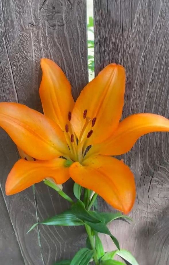 Orange lily with green stem and leaves against a weathered gray wooden background.
