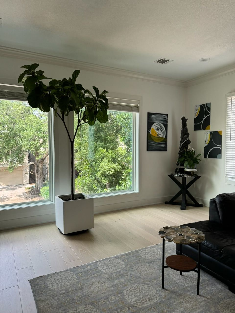 Bright living room with large windows, fiddle leaf fig tree, and a black accent table with art.
