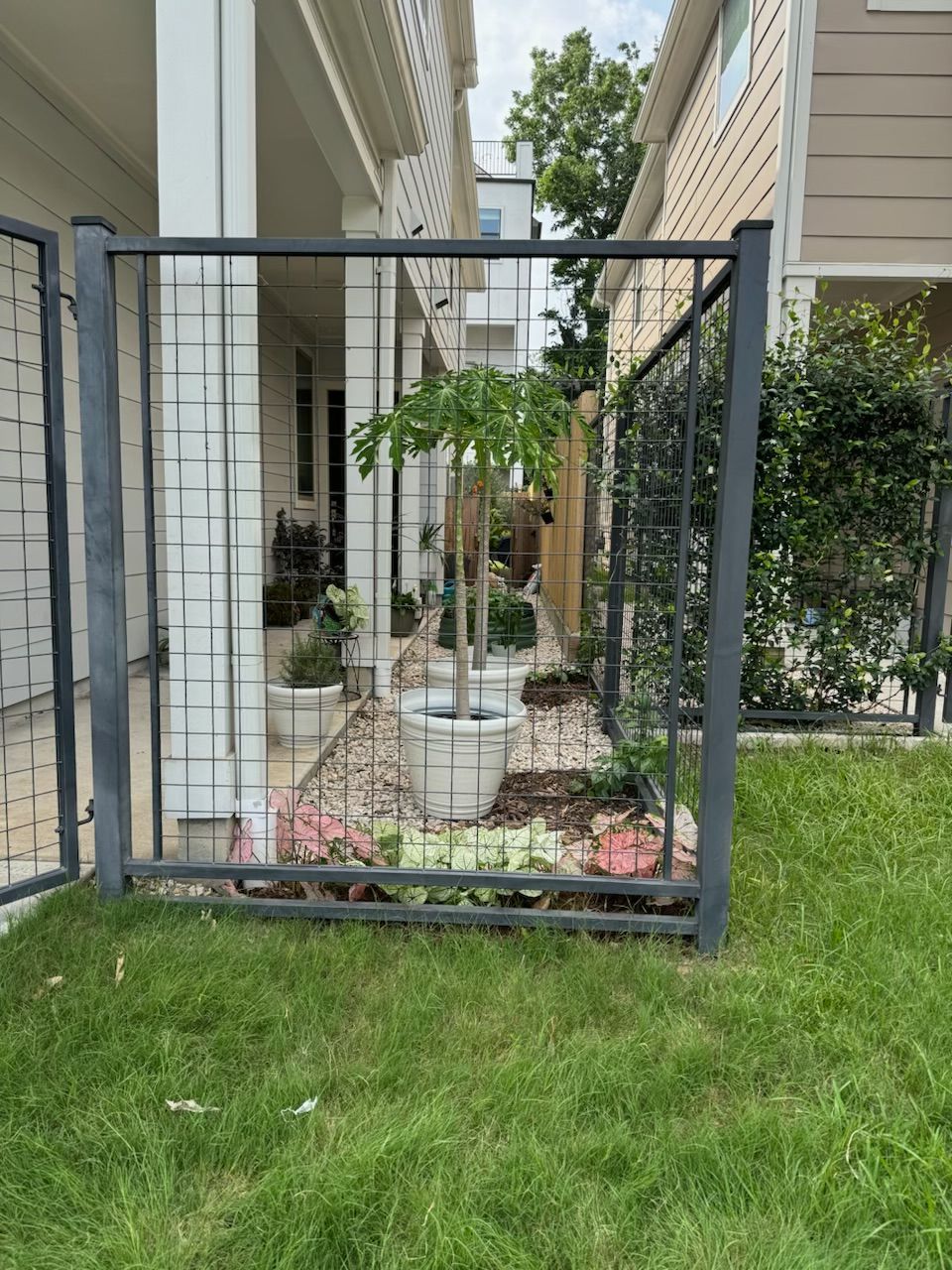 Gray metal fence surrounds a small front yard garden with a tree and flowers. Grass in foreground.