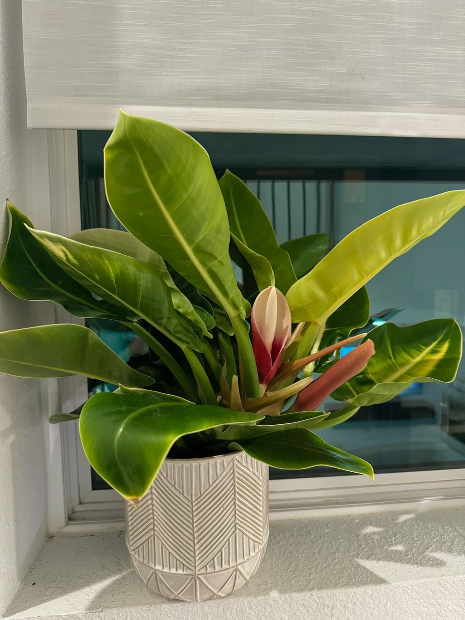 Green plant with pink and yellow leaves in a decorative pot on a windowsill.