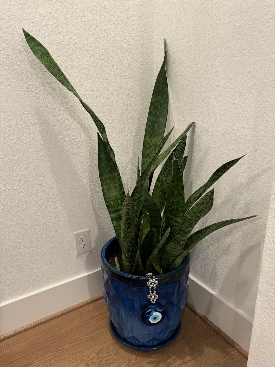 Snake plant in blue ceramic pot with evil eye charm, placed in a corner against white walls and wood floor.
