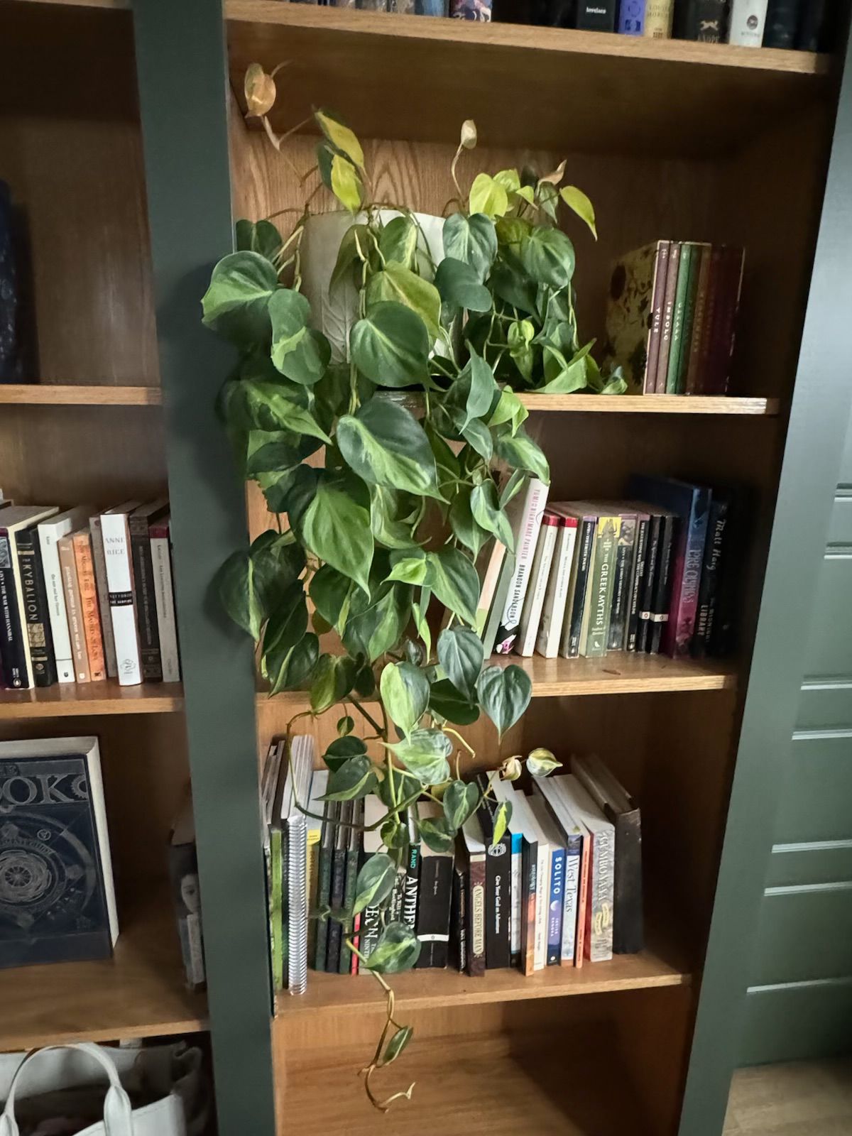 A vining houseplant with green and yellow leaves cascades from a bookshelf filled with books.