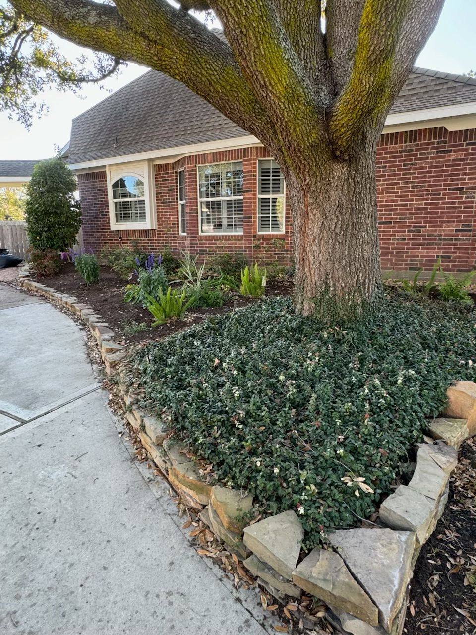 A brick house with a tree in front, surrounded by a stone-edged garden bed and sidewalk.