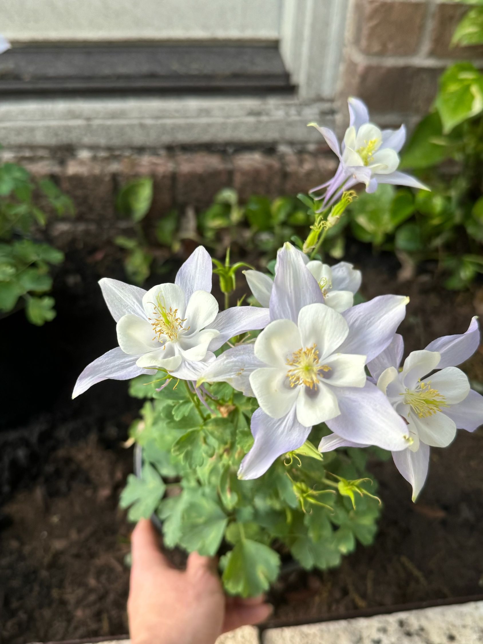 Hand holding a blue and white Columbine flower with green foliage, in front of a brick wall.