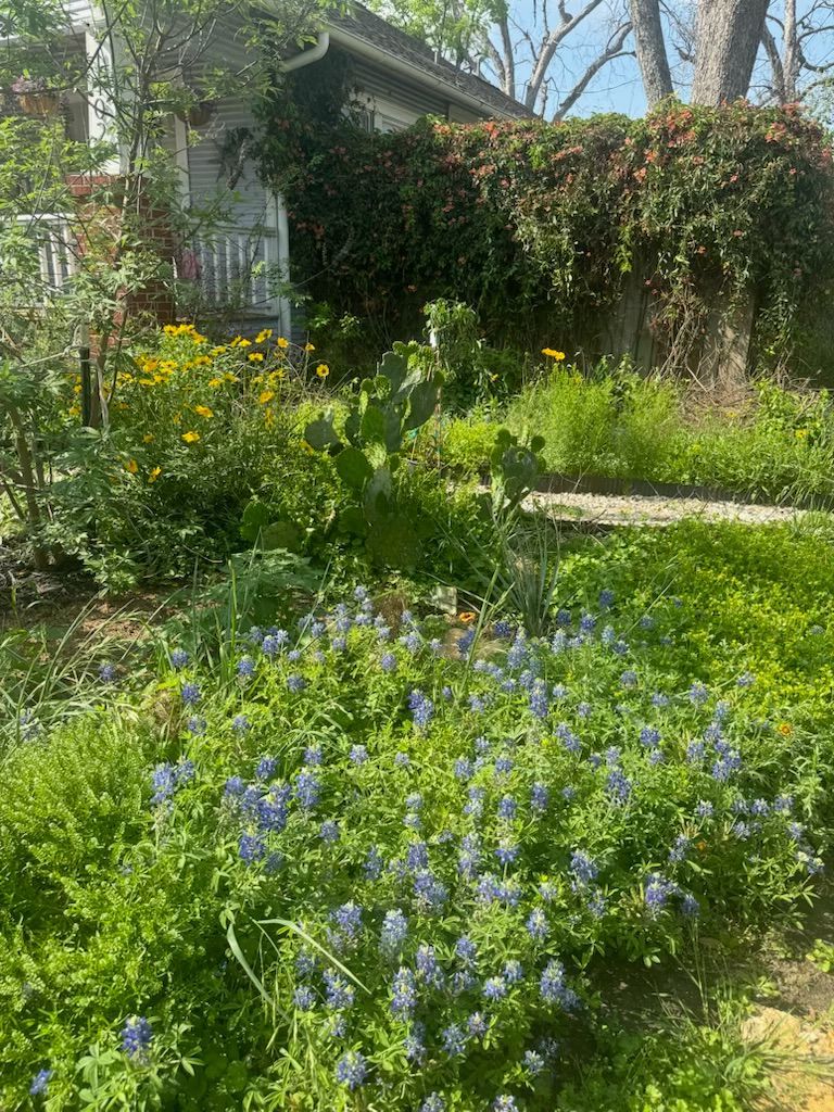 Lush garden with bluebonnets, yellow flowers, and a cactus. A house with ivy is in the background.