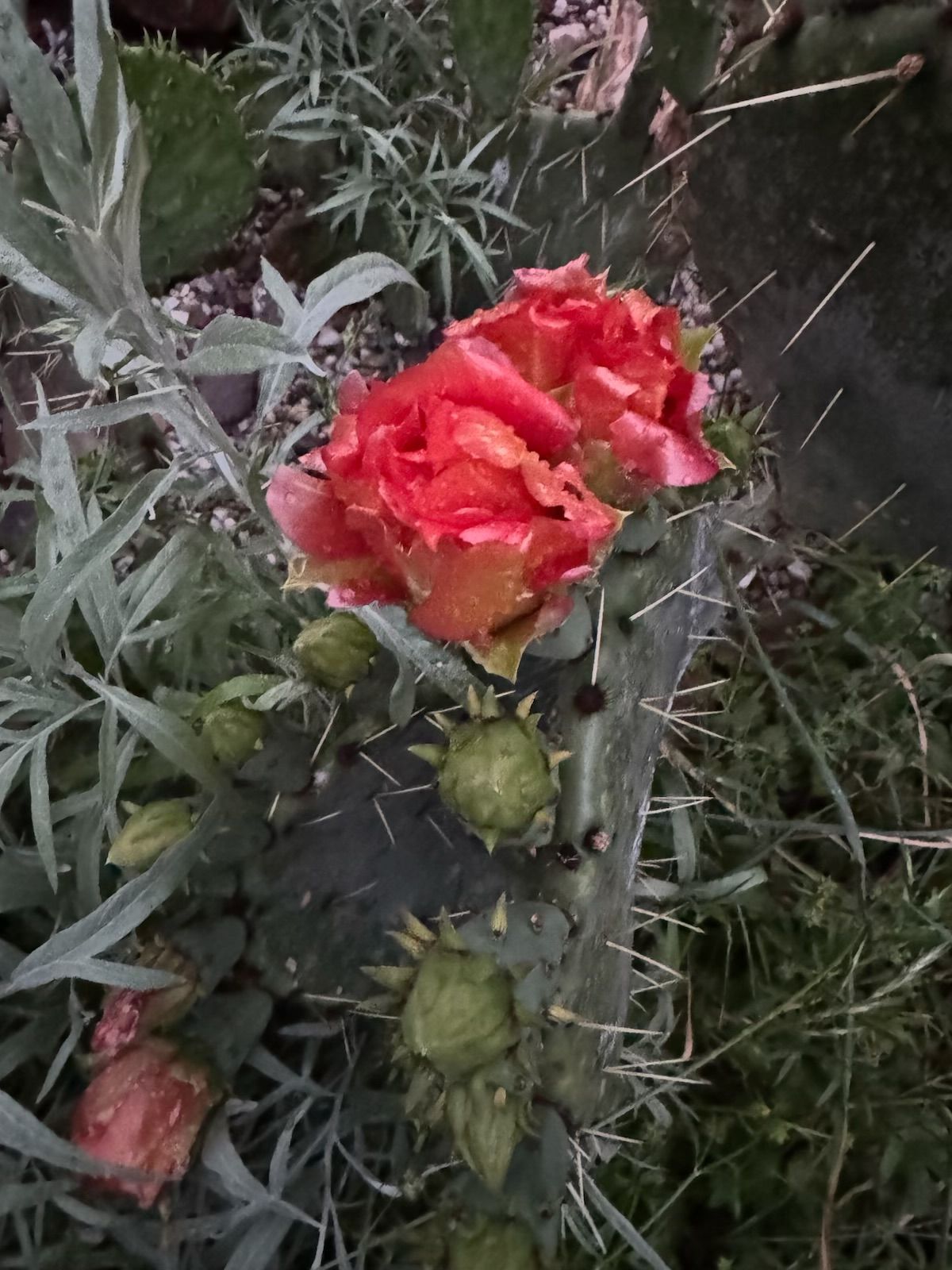 Red cactus flower blooming atop a spiky green pad, with green buds and surrounding foliage.